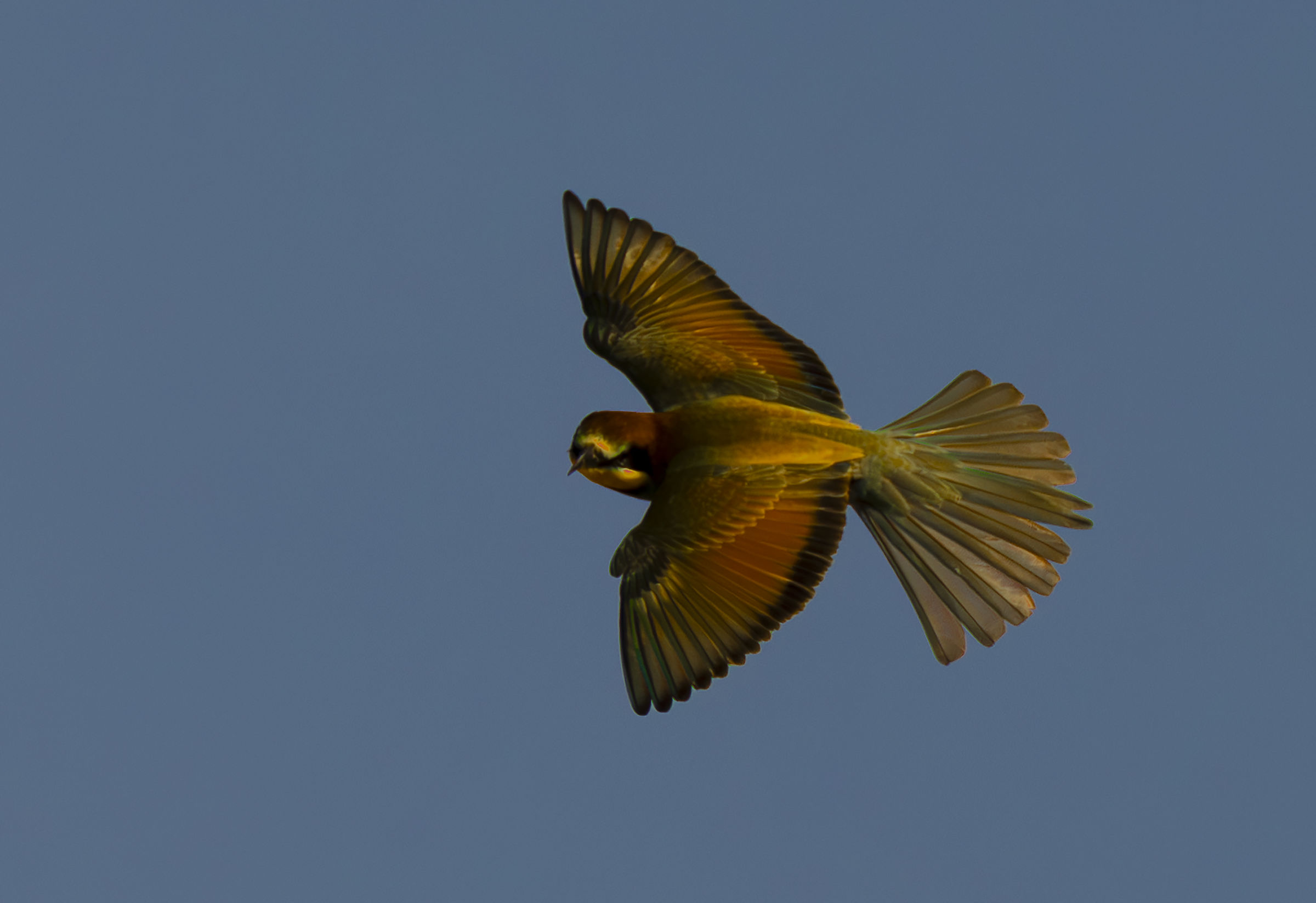 bee-eater