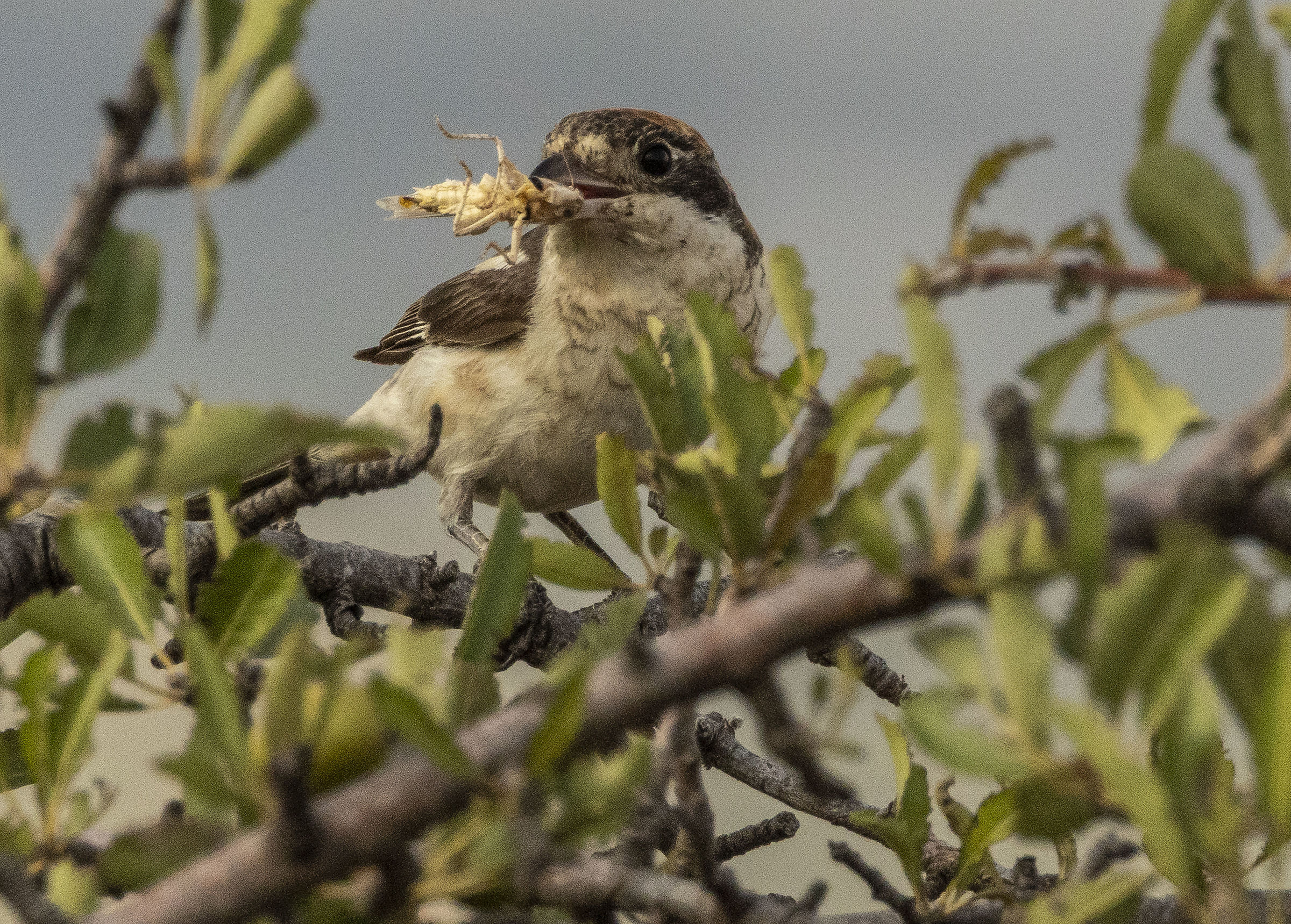 Redcap Shrike