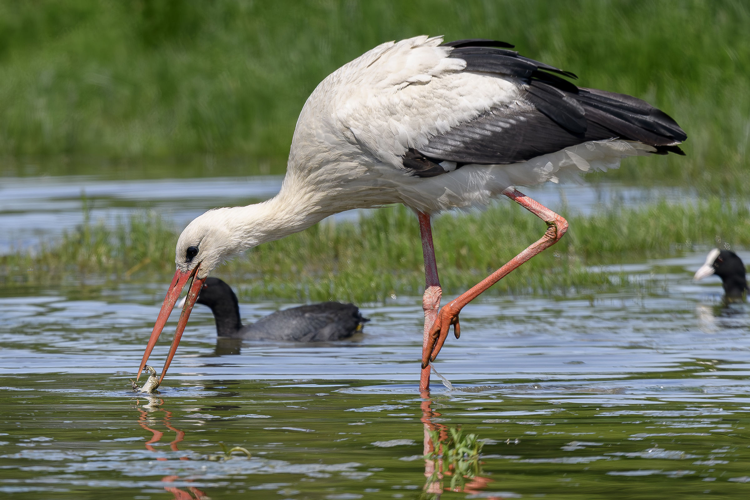 Stork