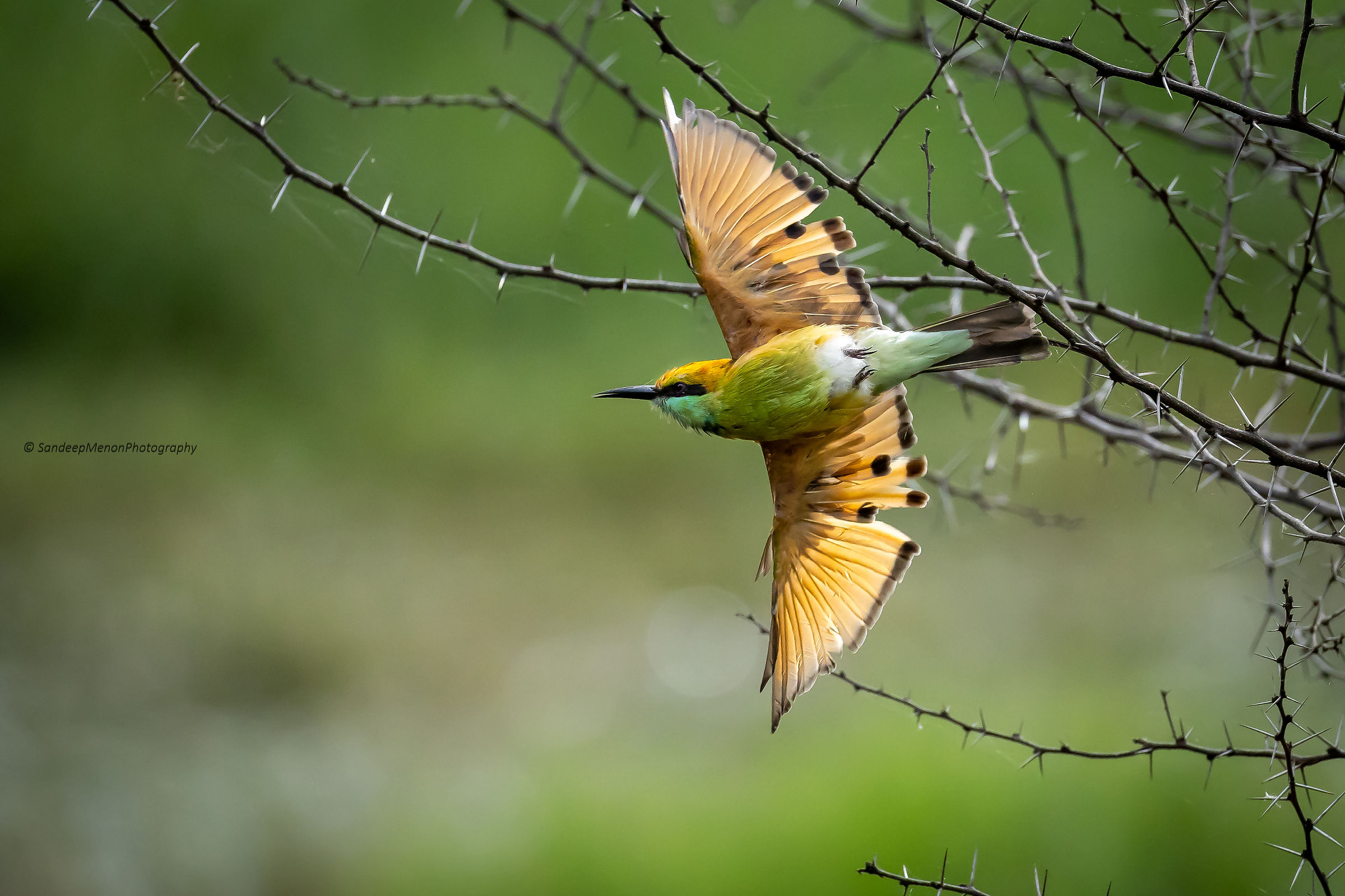 Green bee-eater in flight