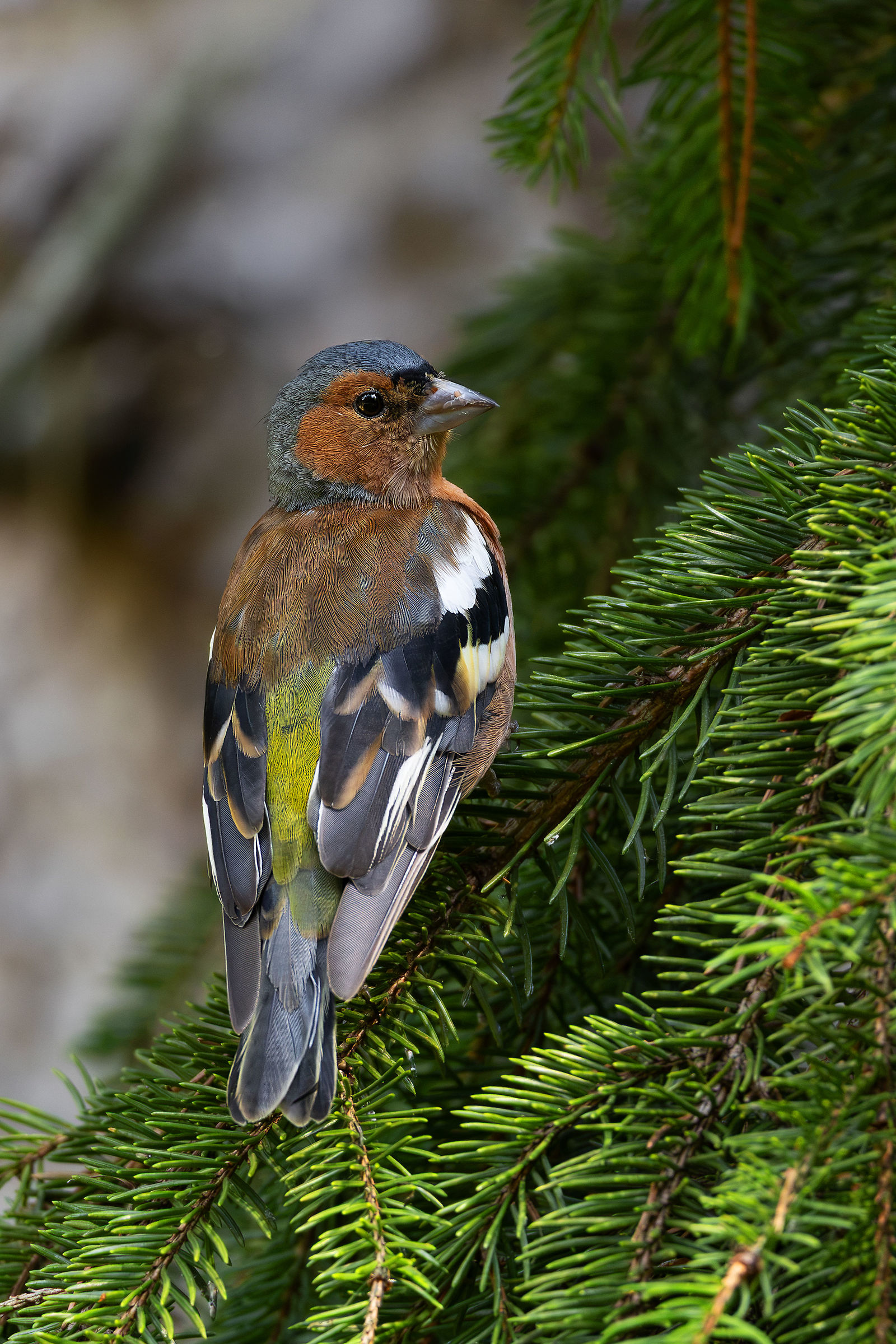 Male Finch