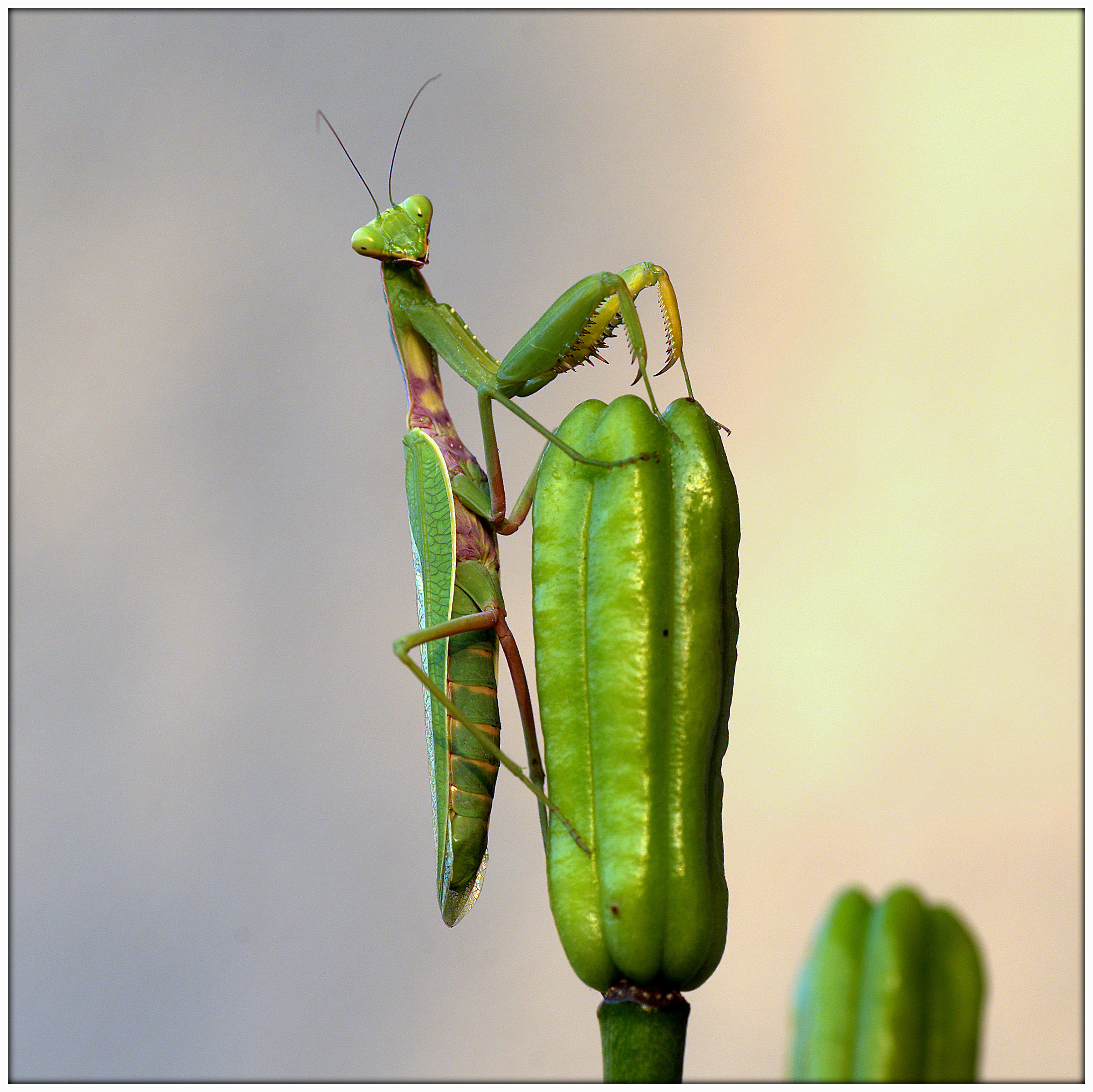 Verde su verde