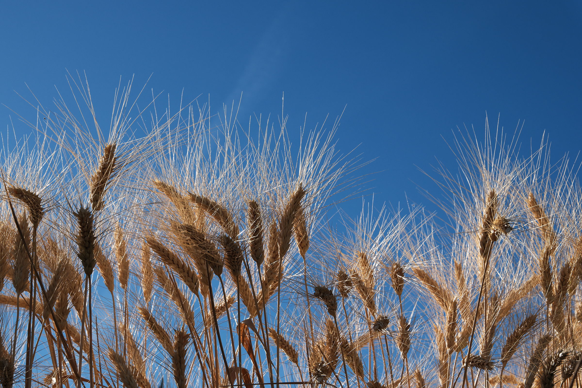 E mentre il grano ti stava a sentire...
