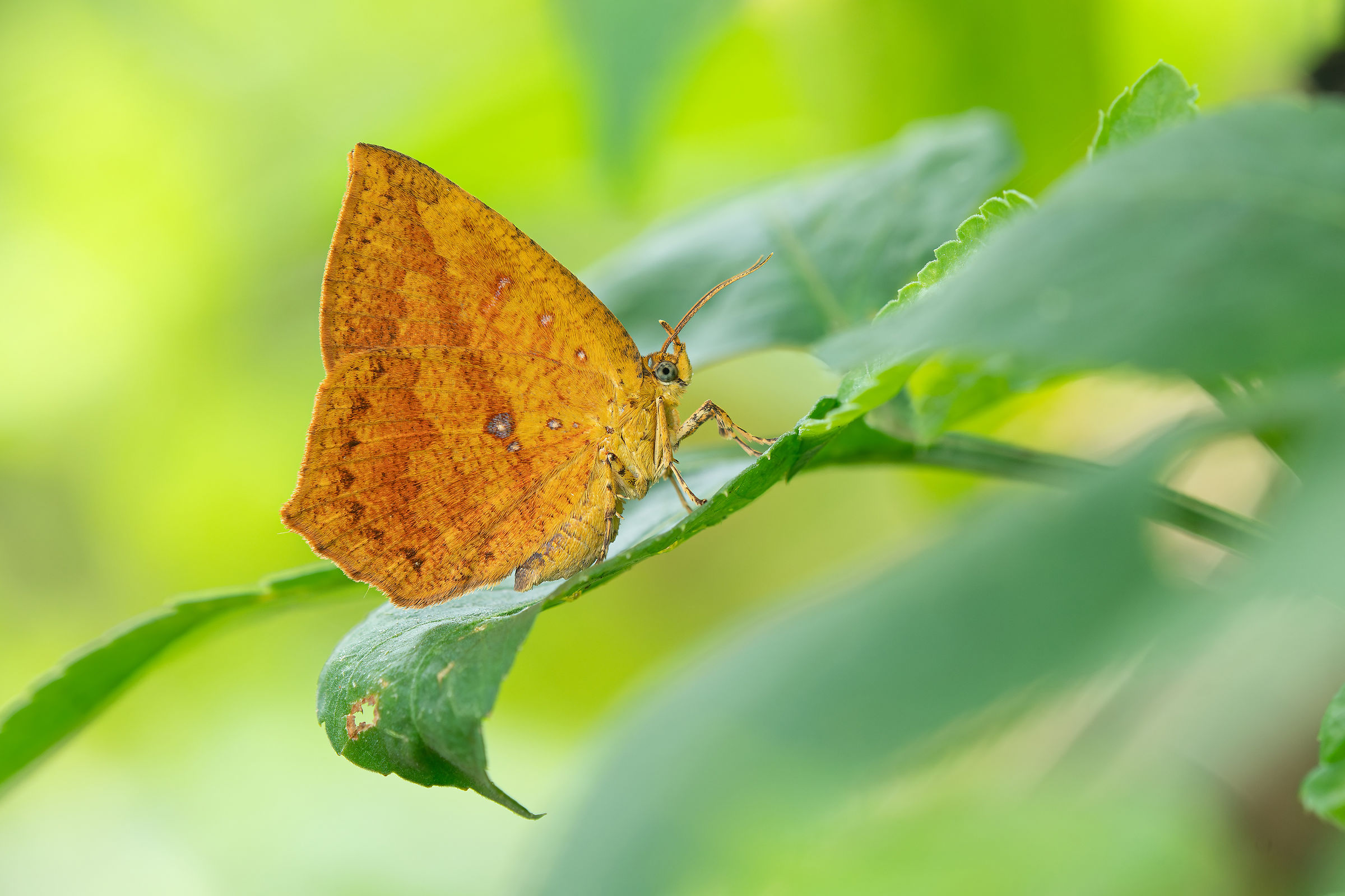 Yellow Trapezoid