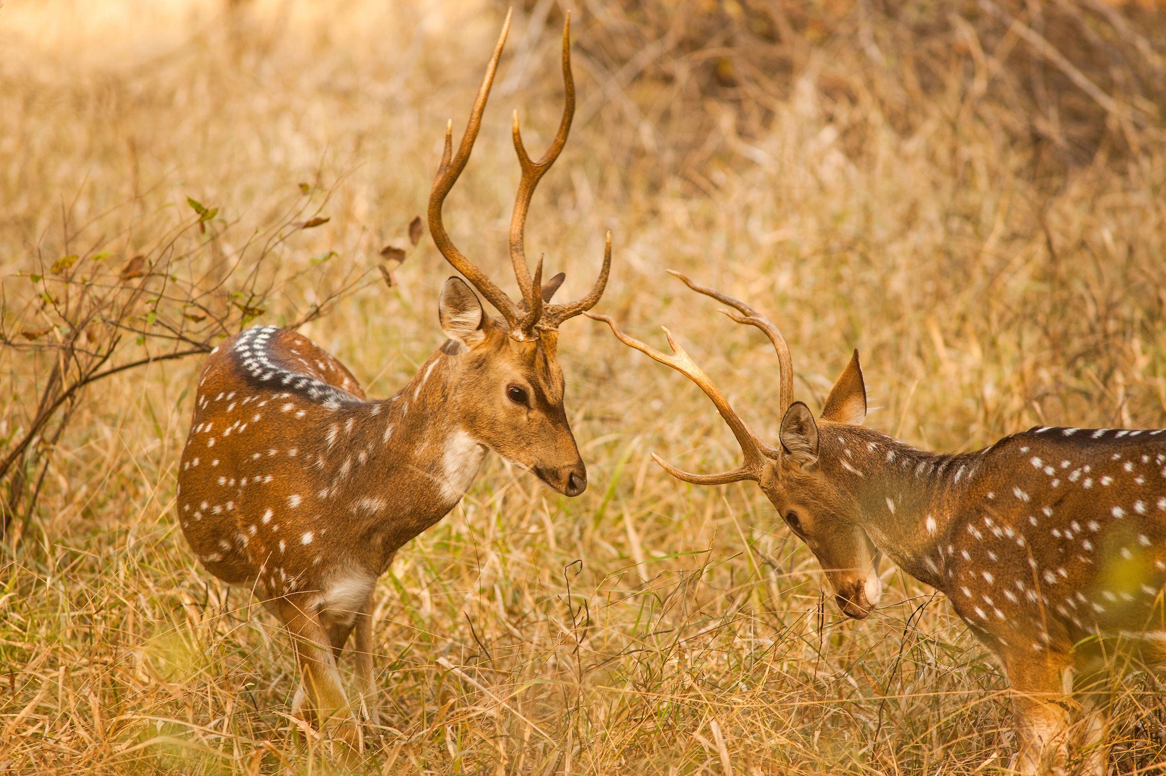 " Duel....... "