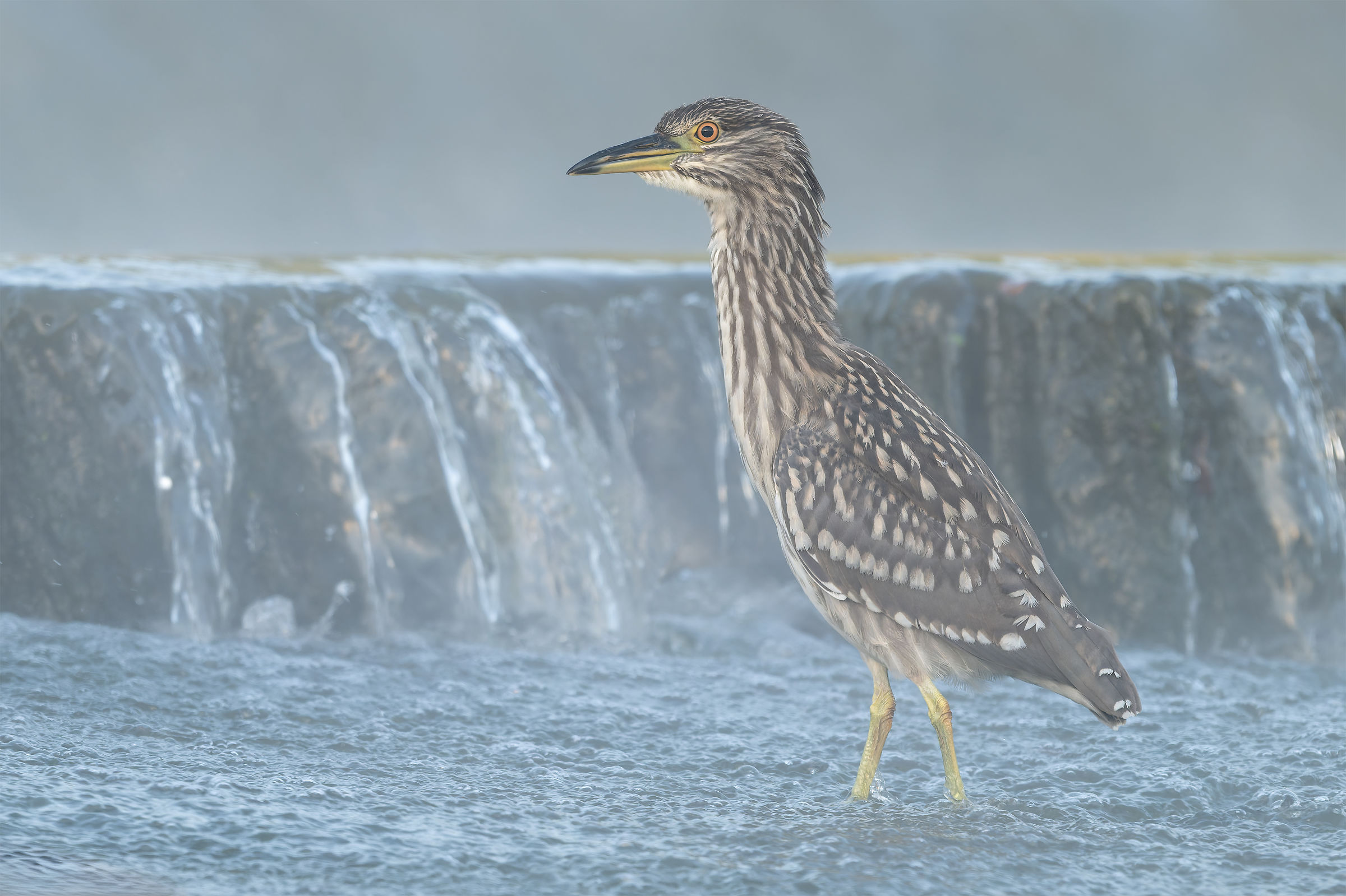 Night heron