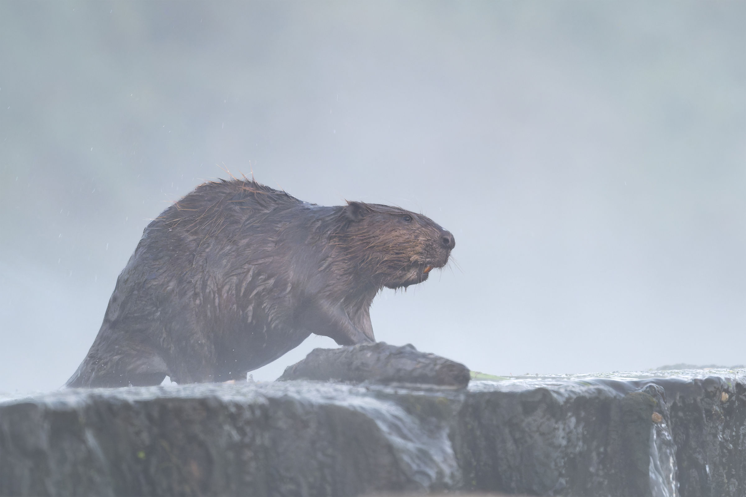 Beaver
