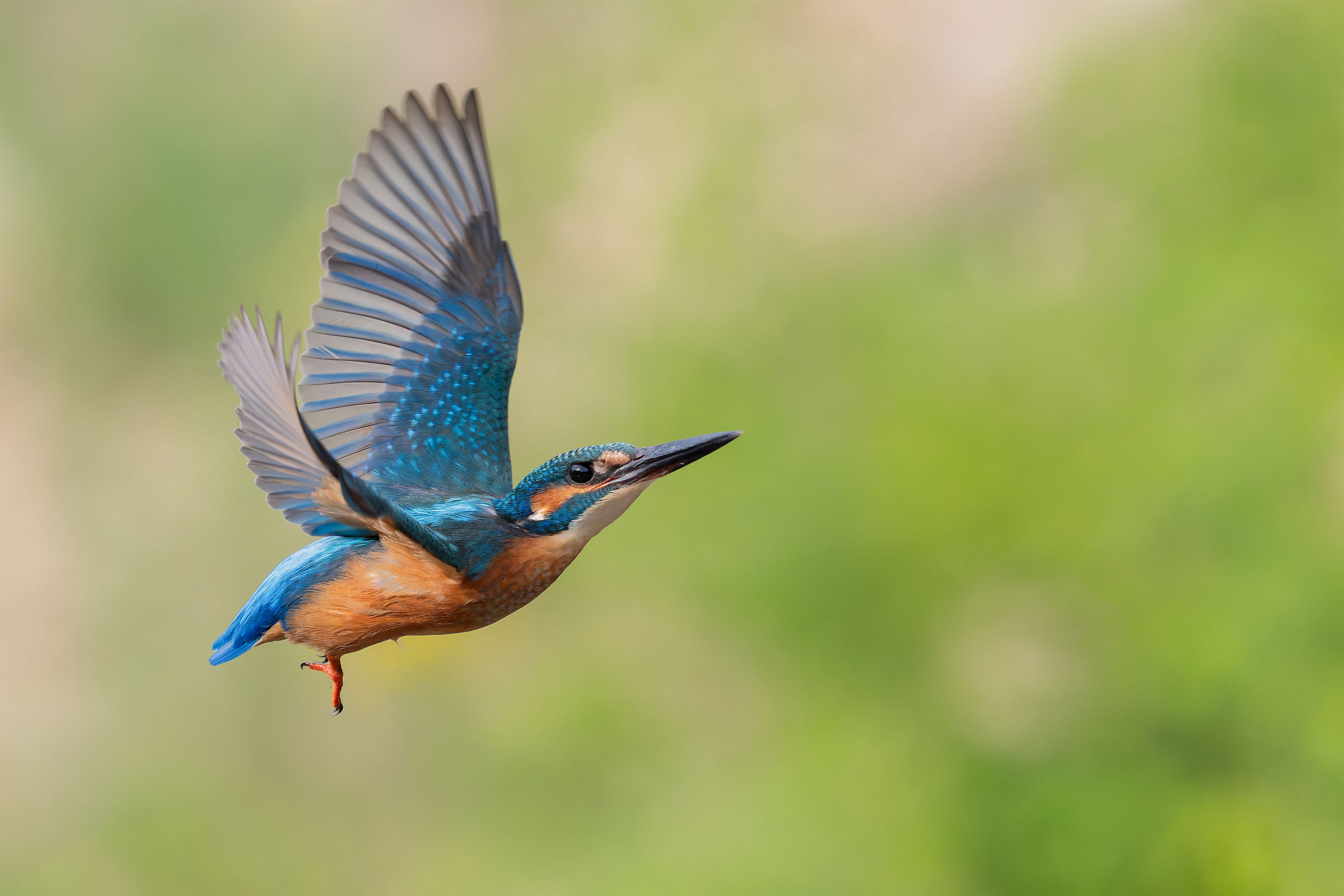 Kingfisher