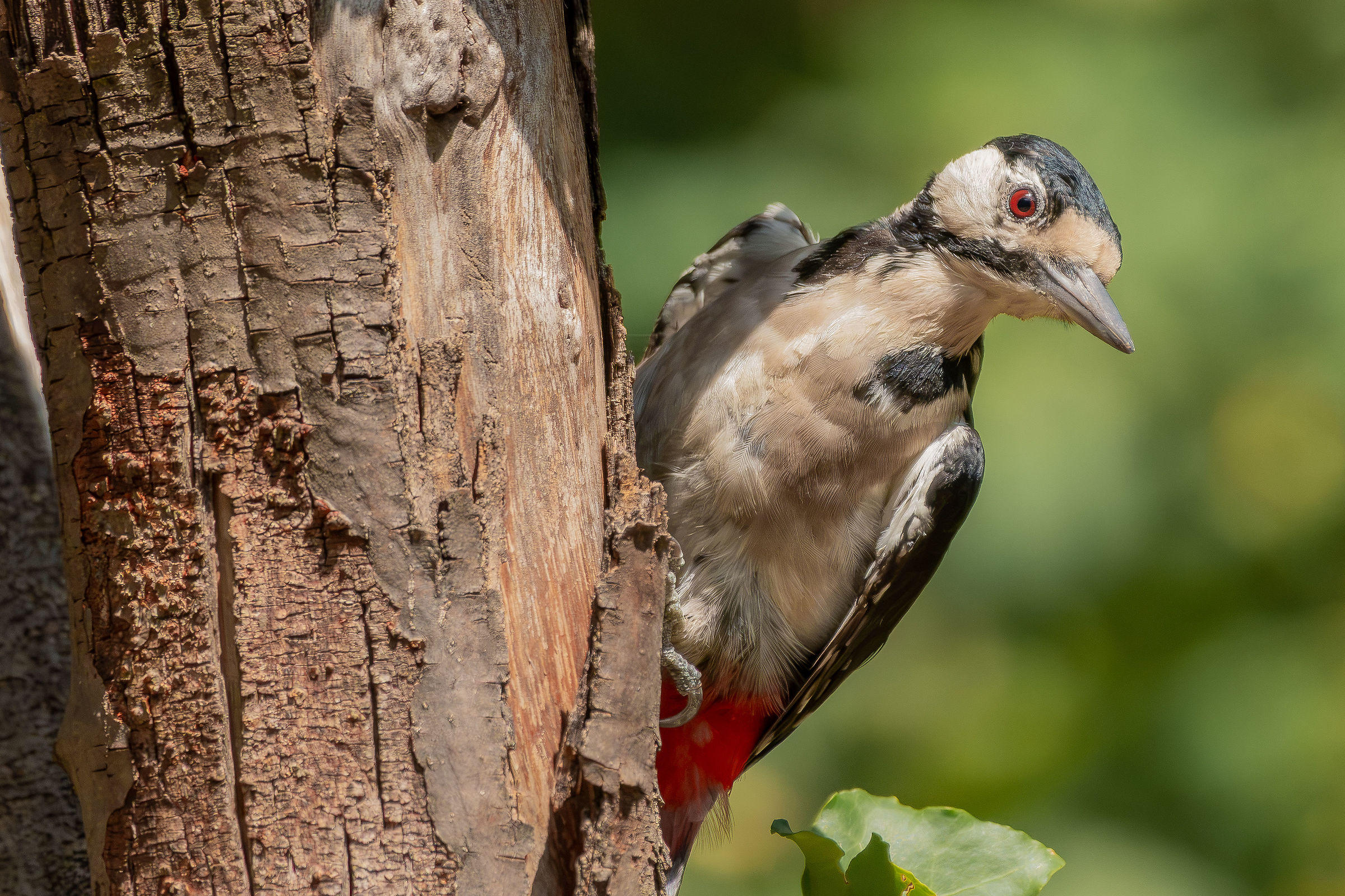 Spotted woodpecker