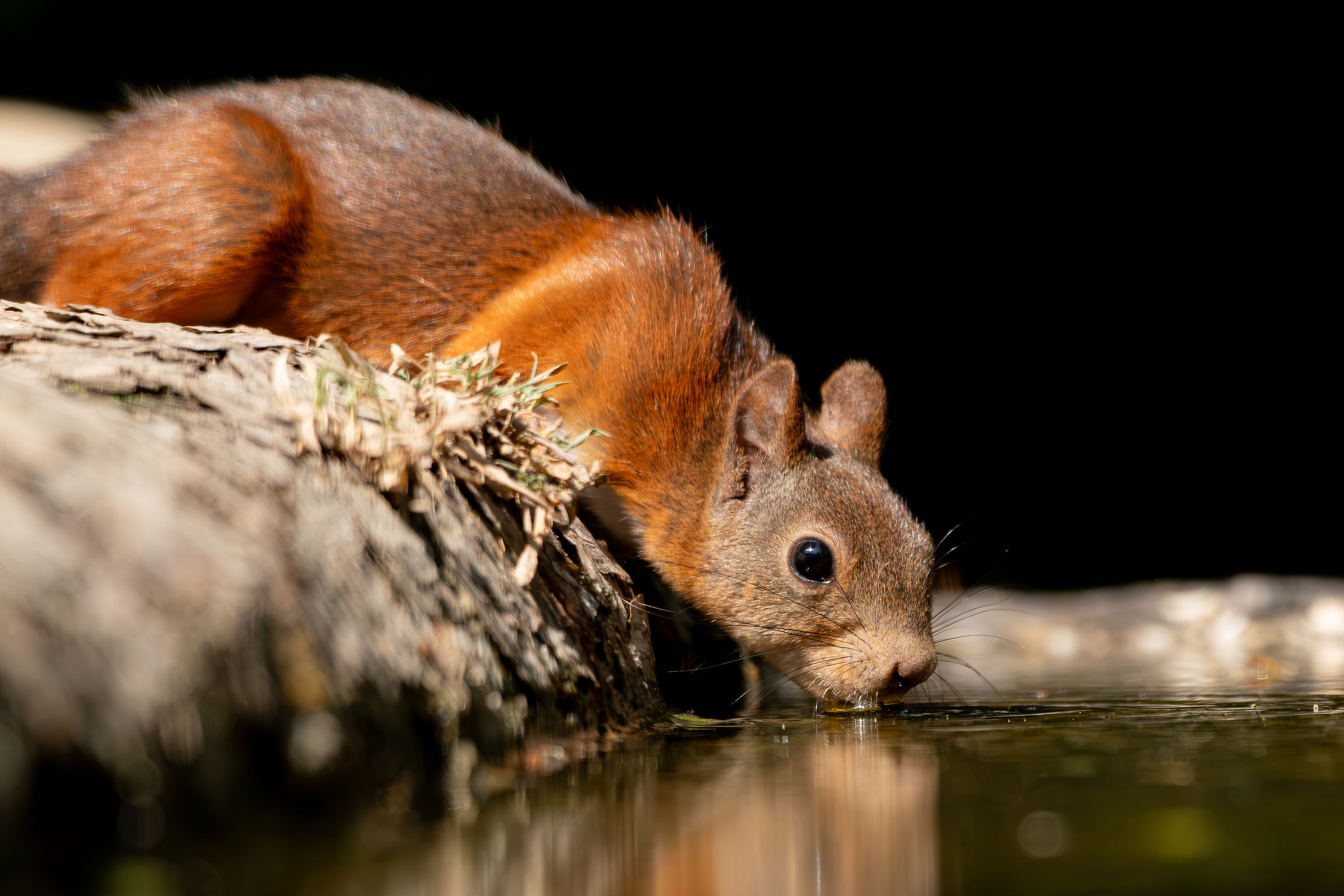 Squirrel