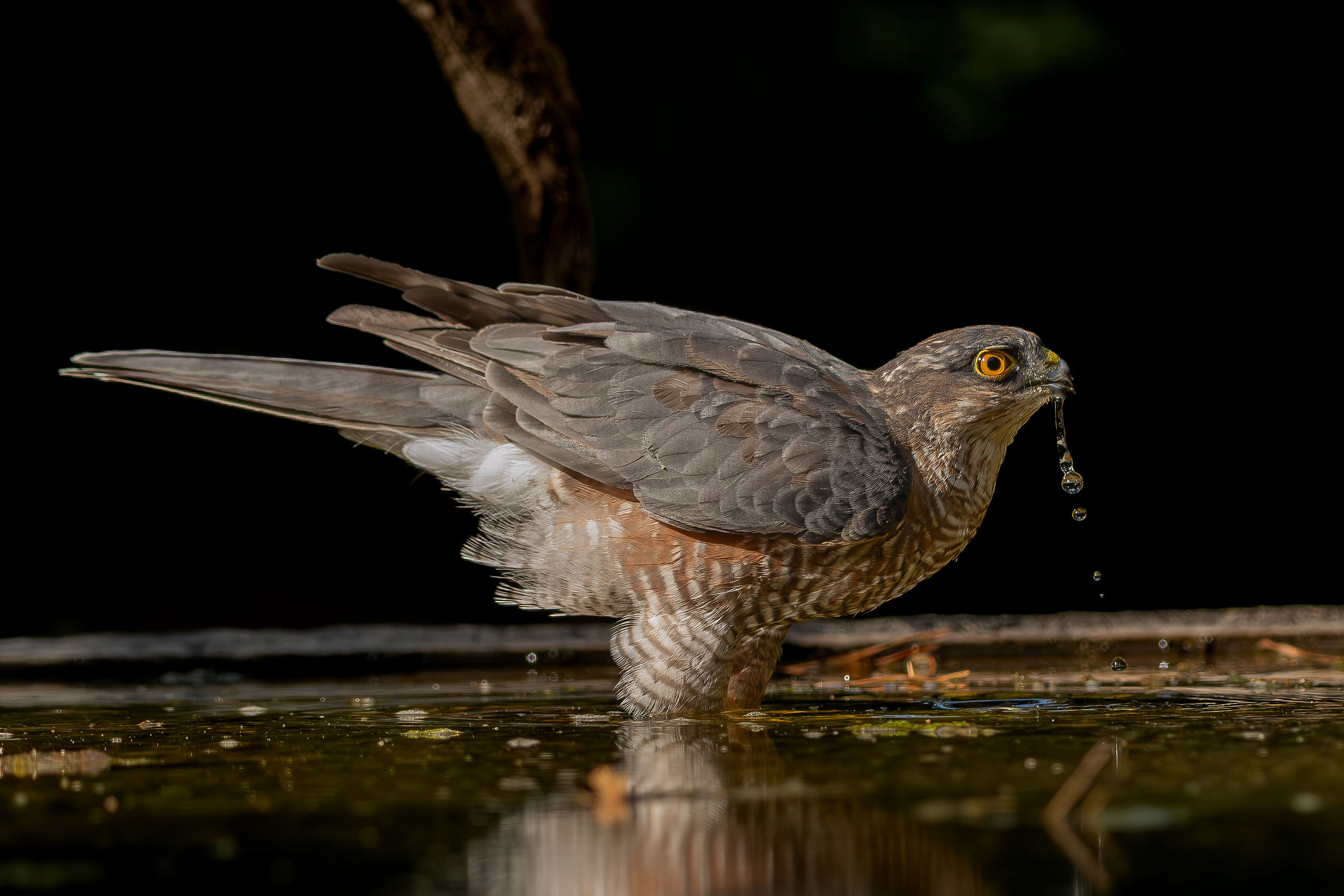 Sparrowhawk