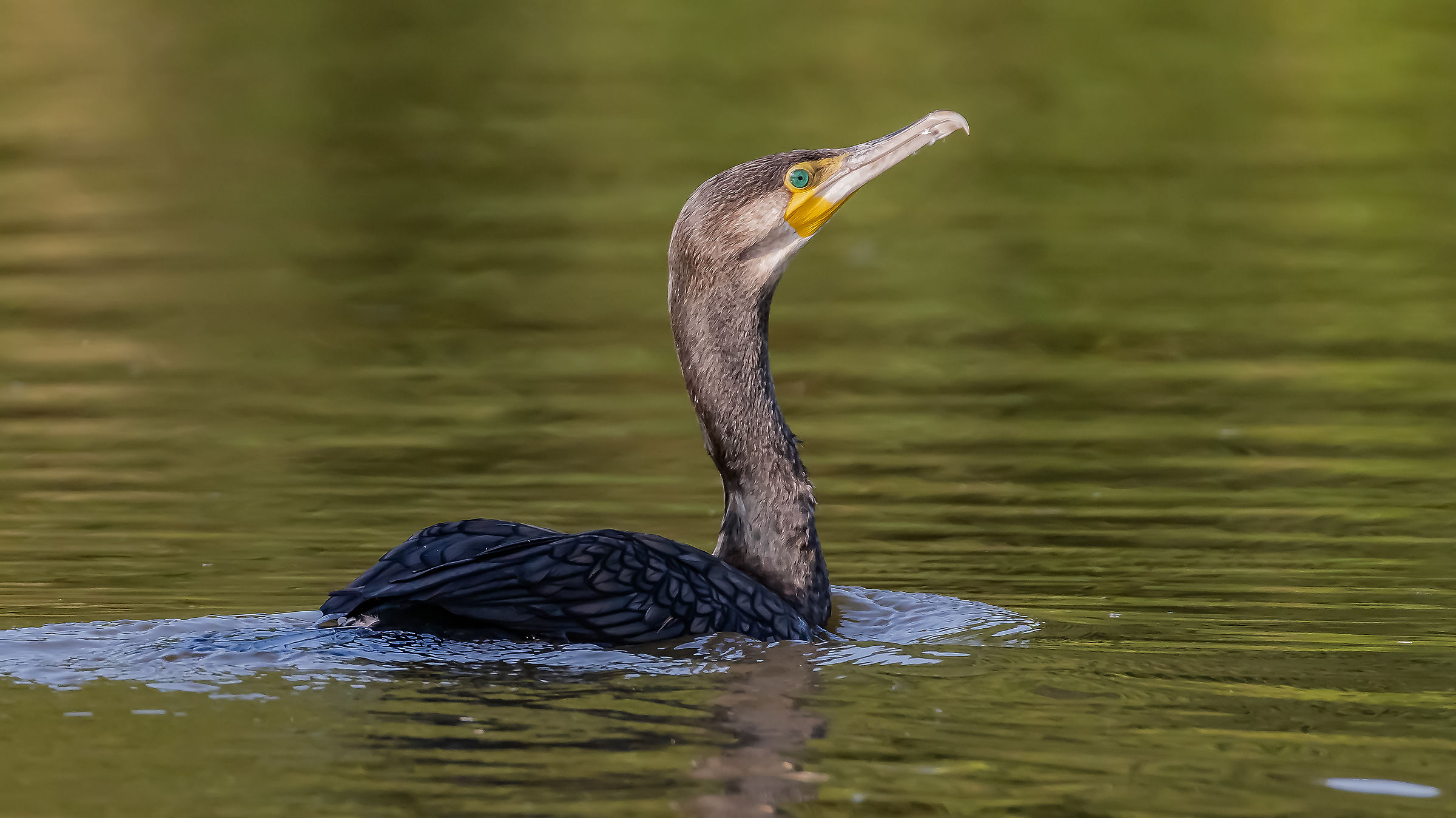 Cormorant !!