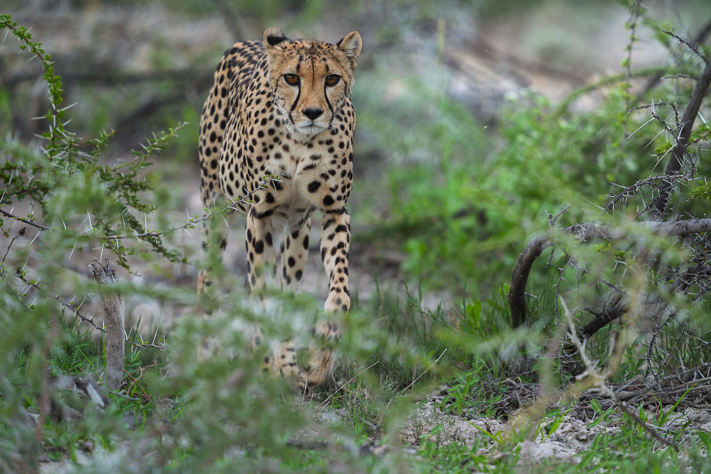 she