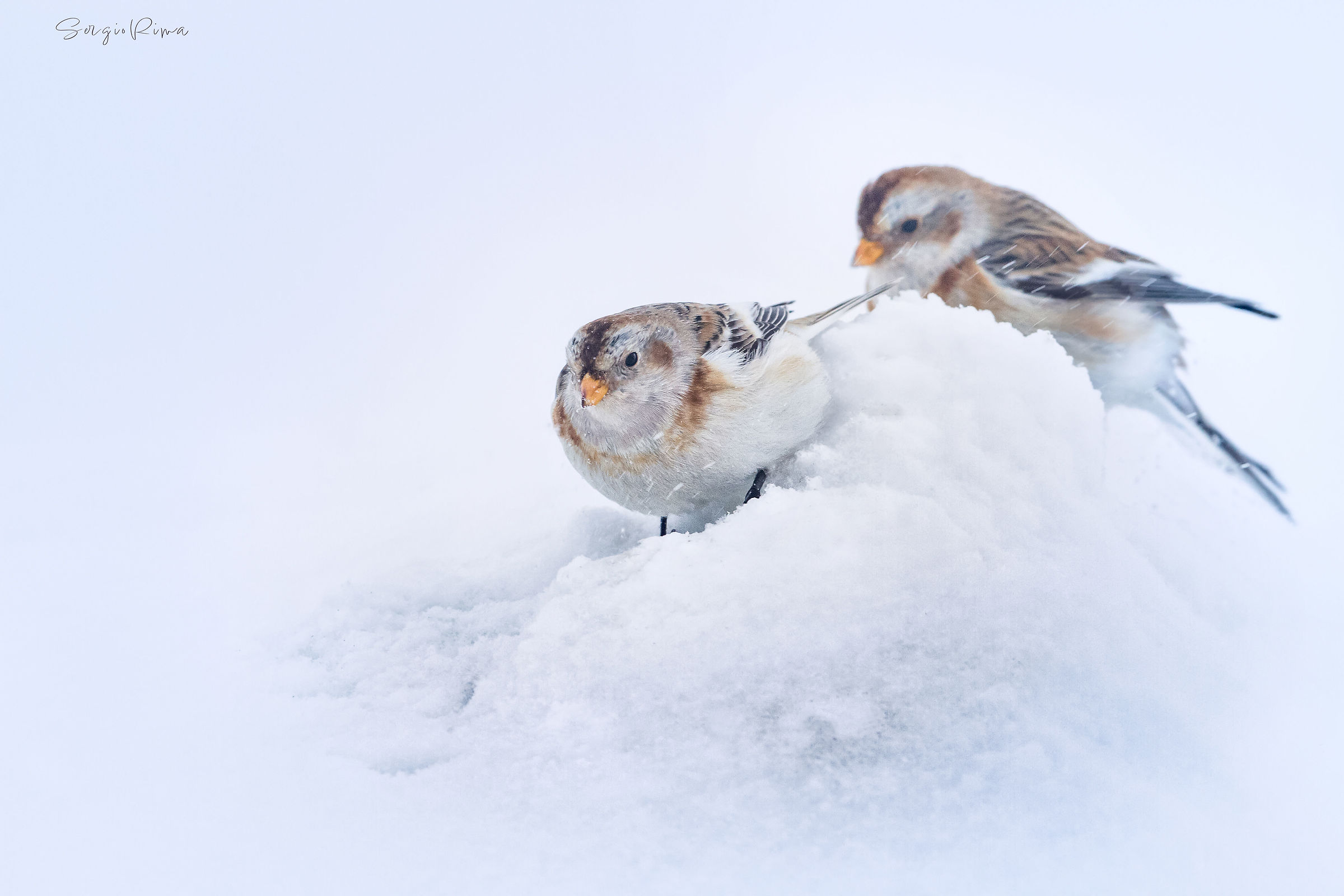 Pair of snow buntings