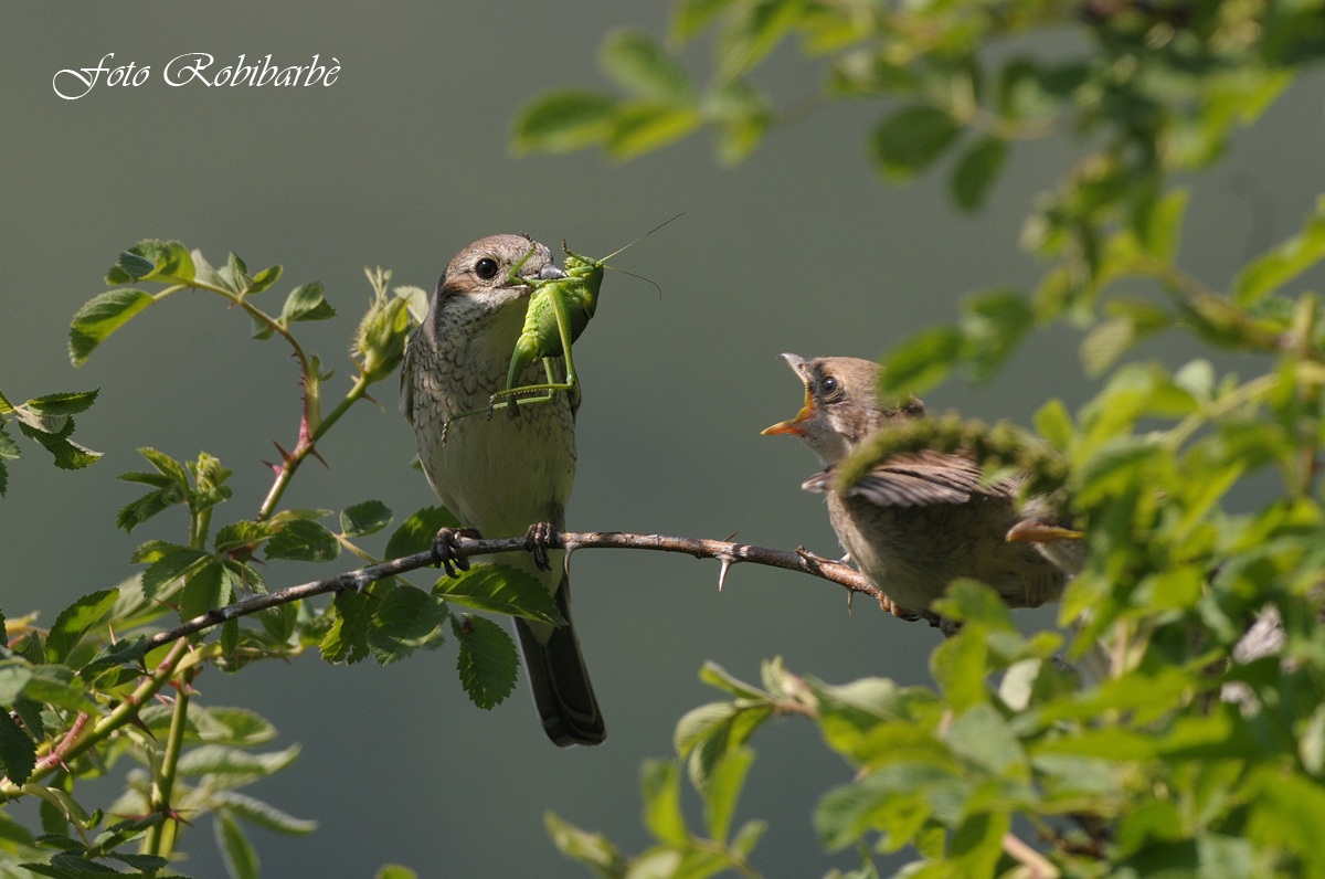 Averla..... piccolo bocconcino.....