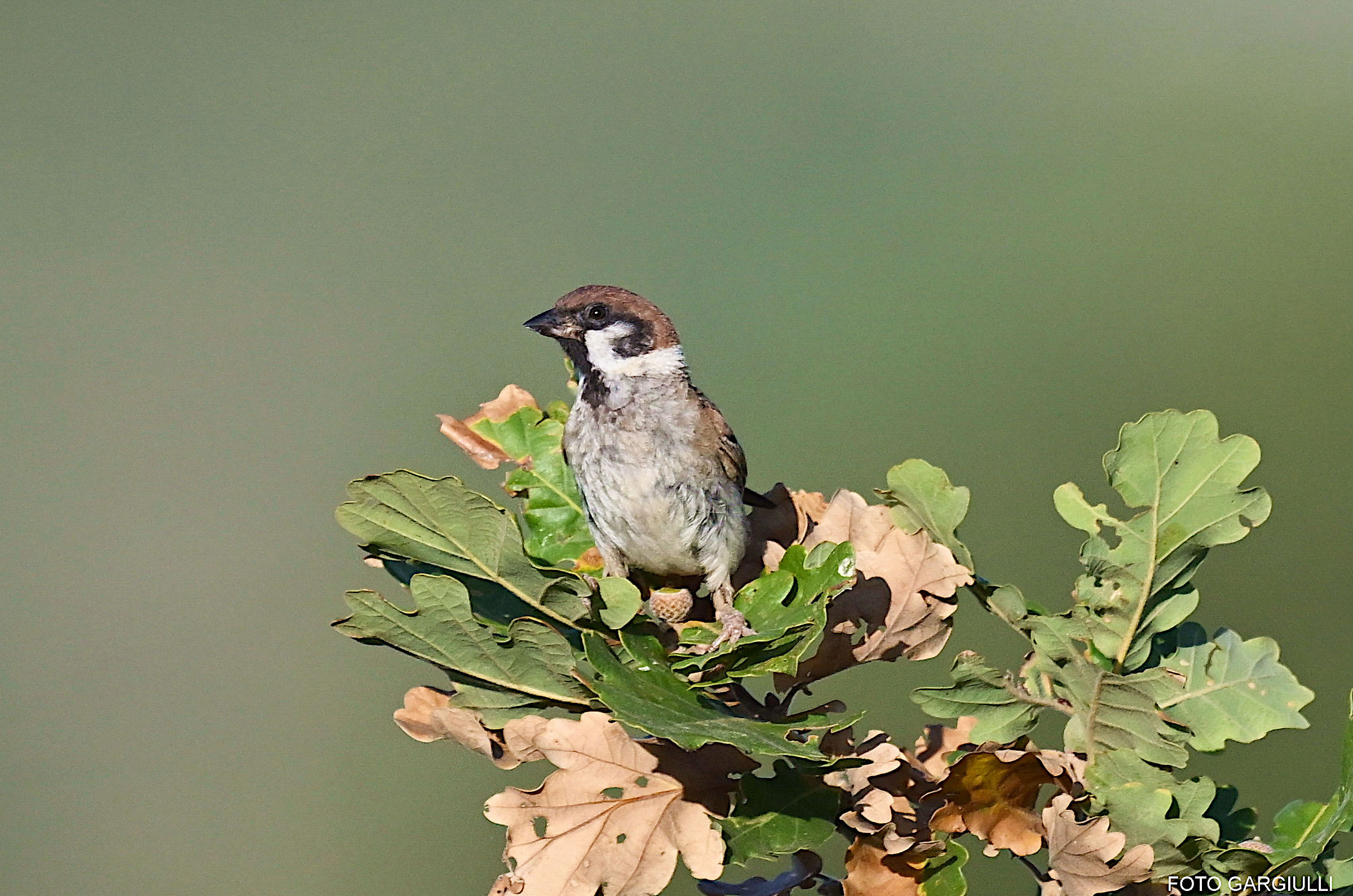 Passera mattugia maschio