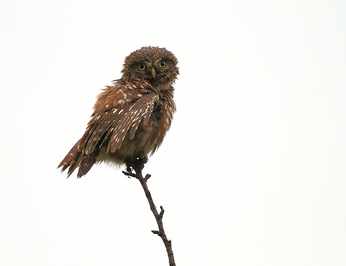 civetta dopo il bagno
