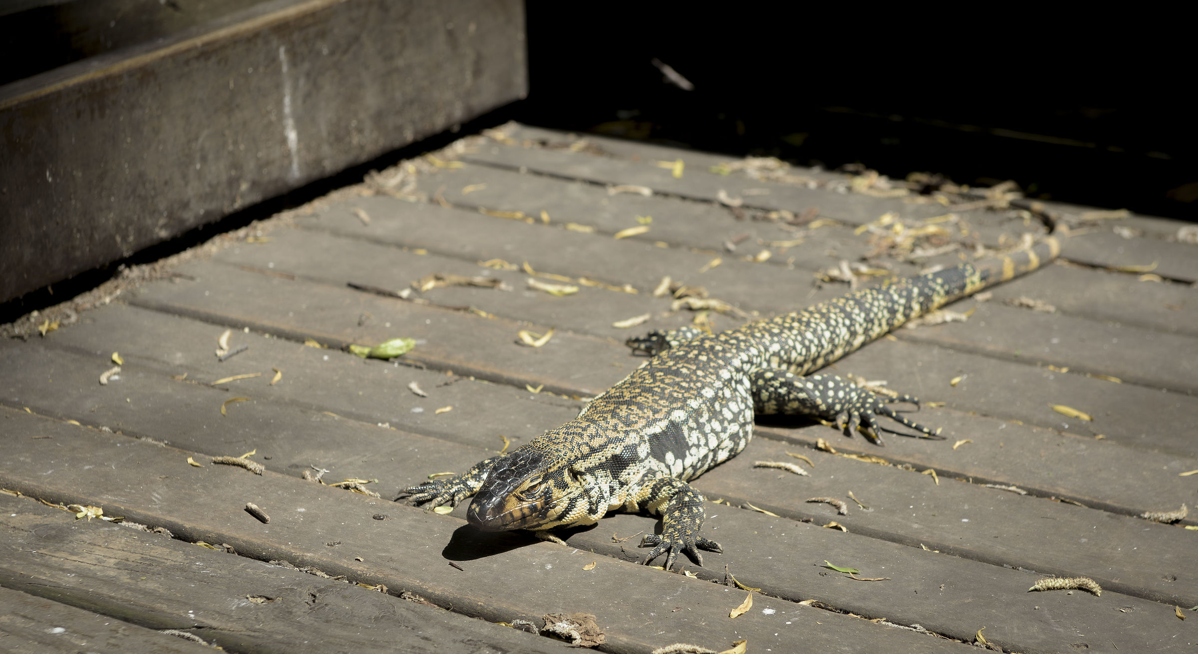 Black and white Argentine tegu
