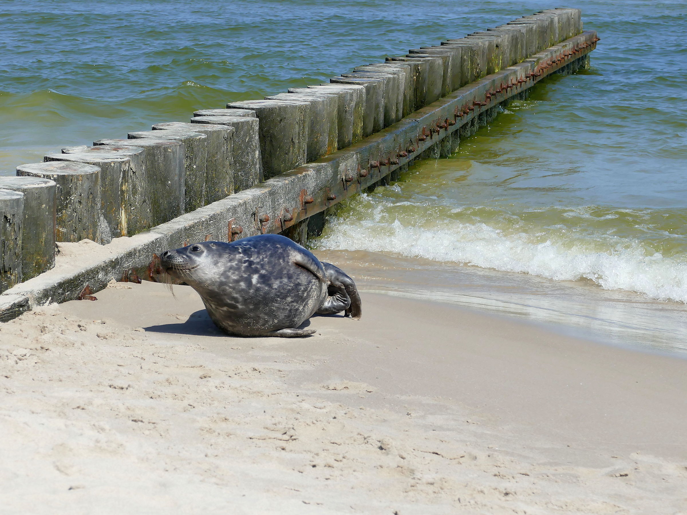 The seal on the beach