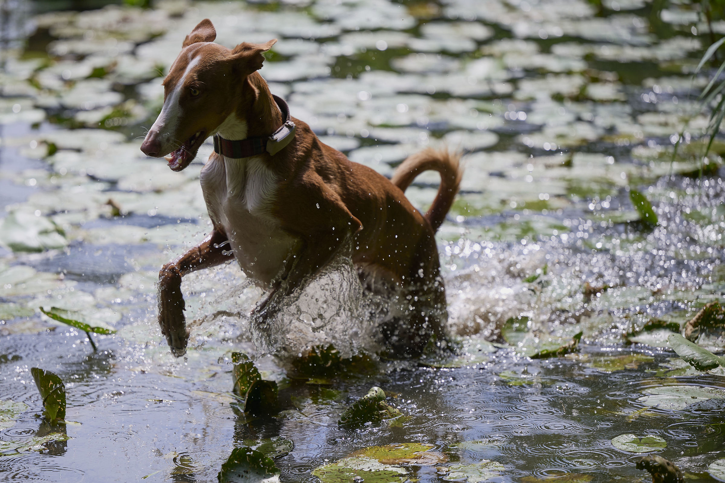 Podenco at the Waterlily Lake