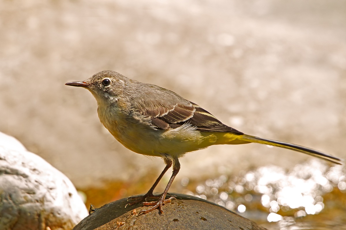 ballerina gialla (Motacilla cinerea)