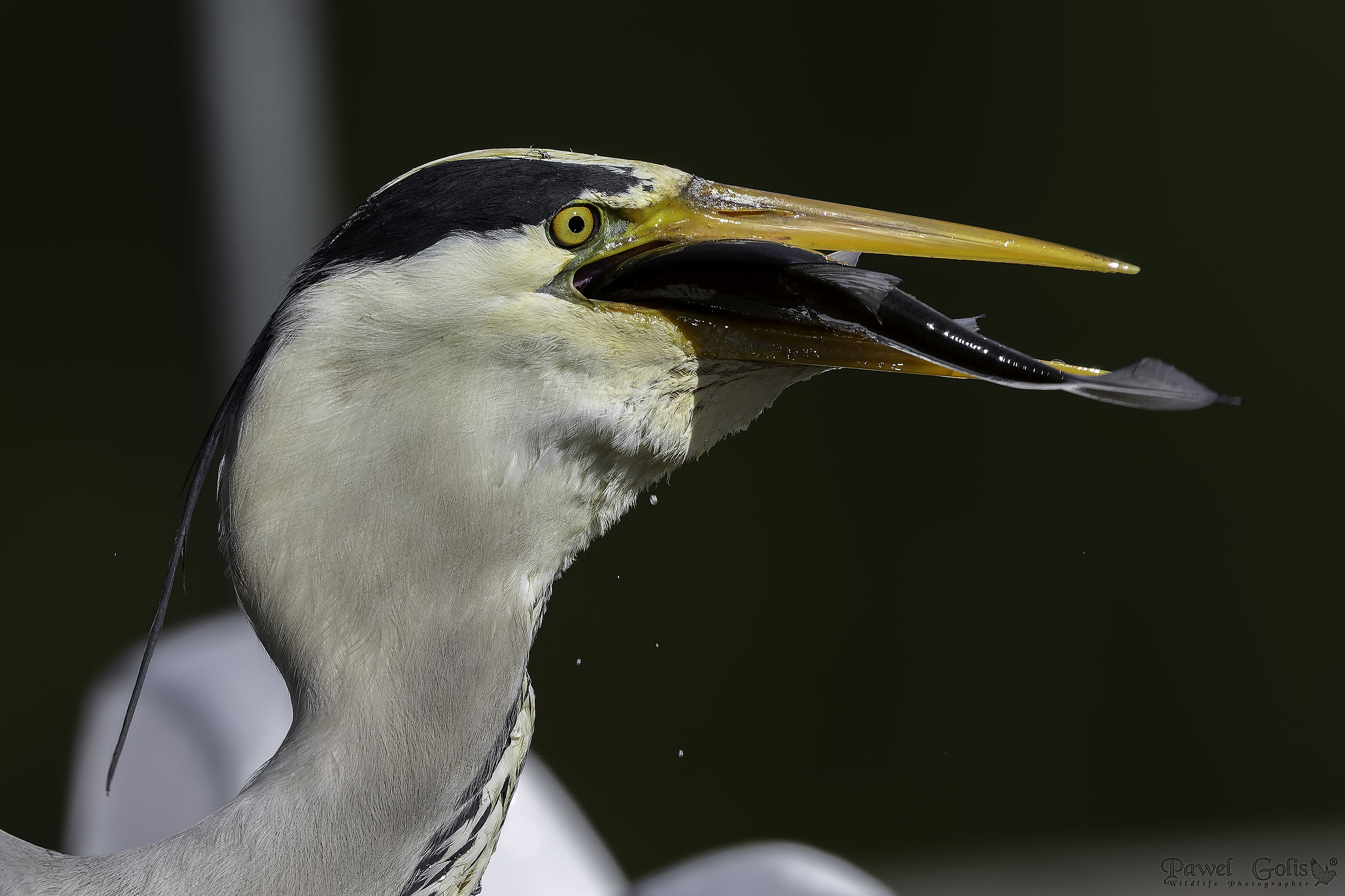 Grey heron (Ardea cinerea)