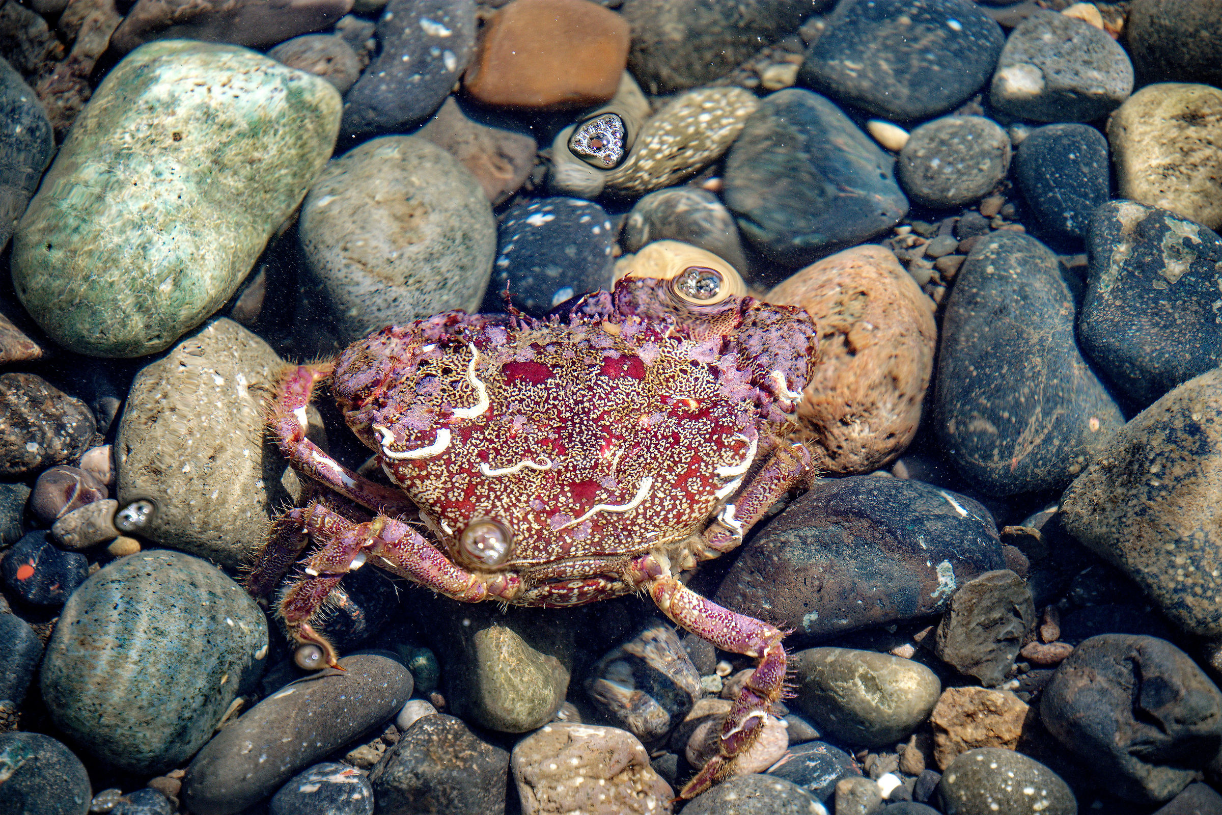 Еriphia verrucosa