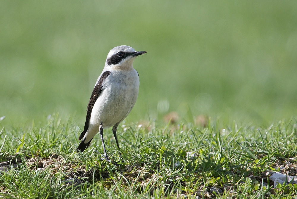 wheatear from the Gran Sasso