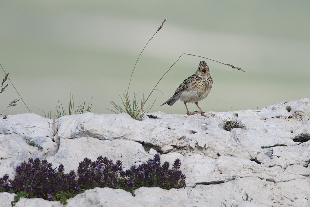 Pipit singing in Gran Sasso