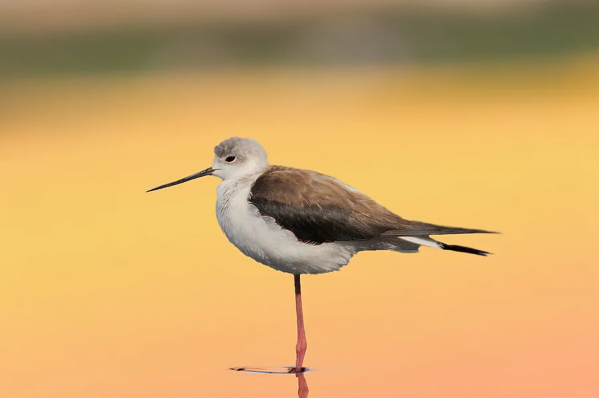 Black-winged Stilt