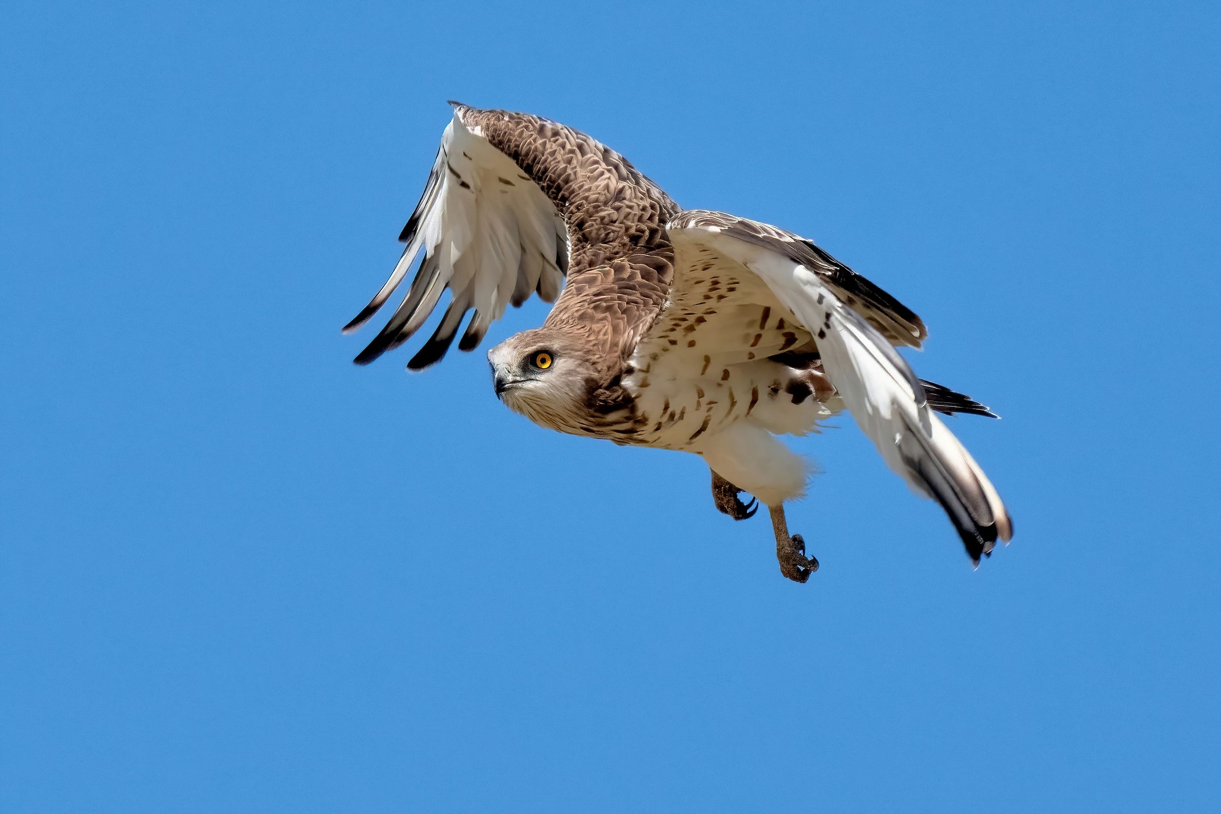 Biancone (Circaetus gallicus)
