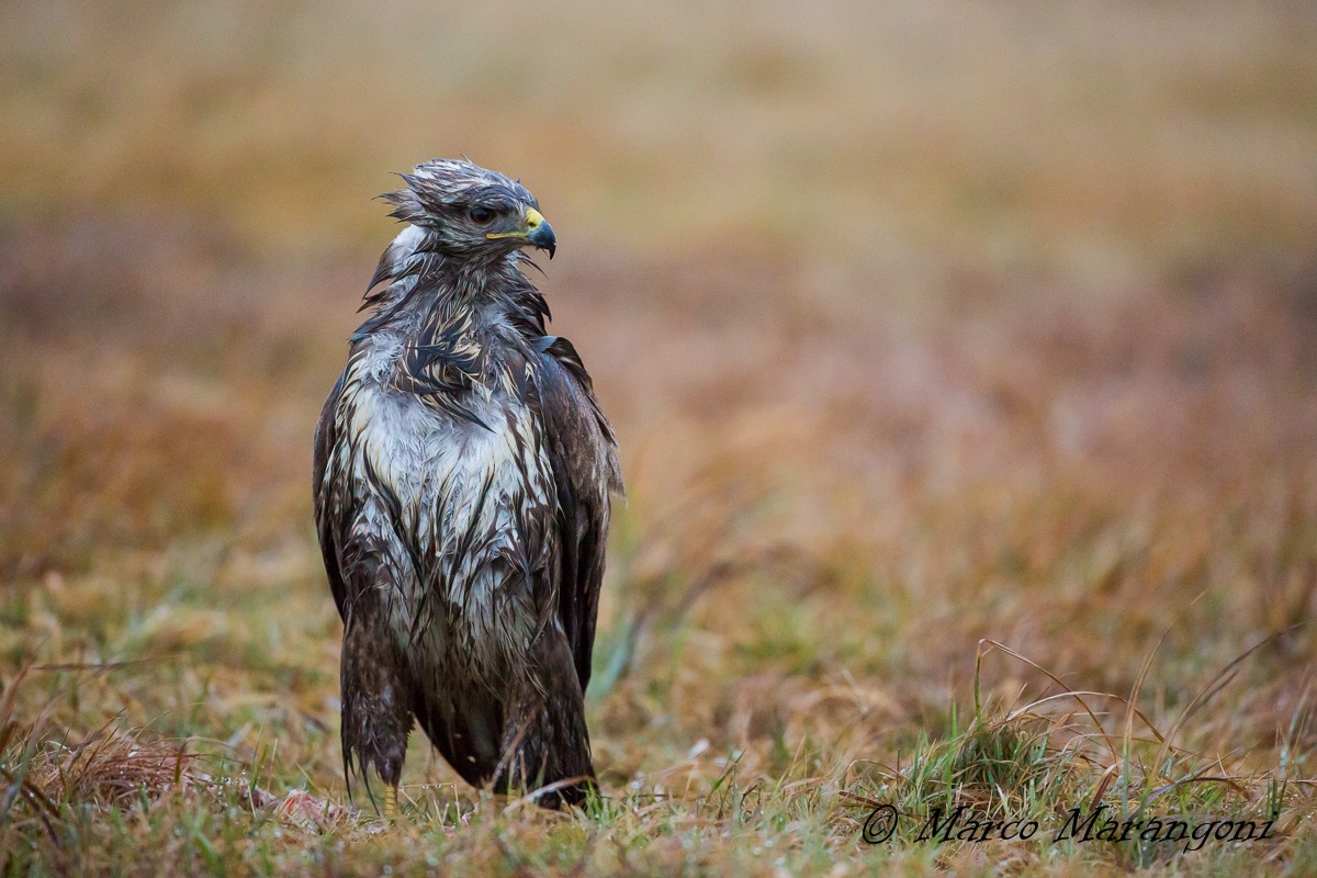 Aquila sotto la pioggia