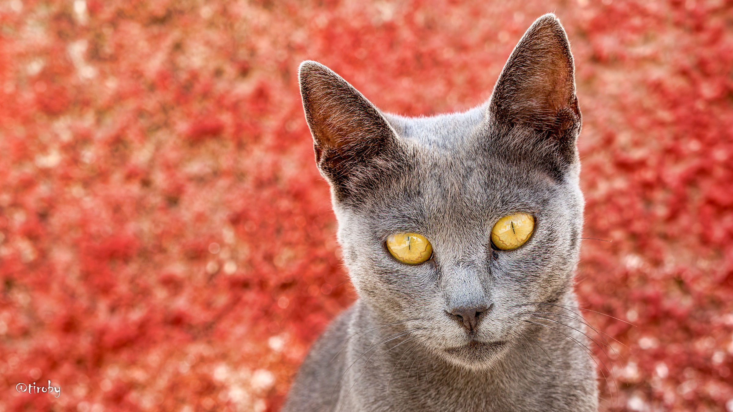 A cat in Symi