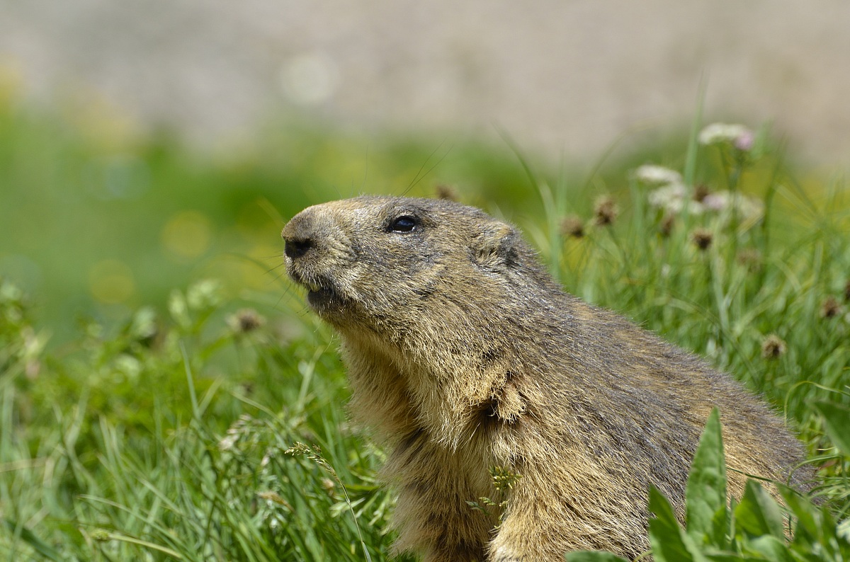 Marmotta al colle Nivolet