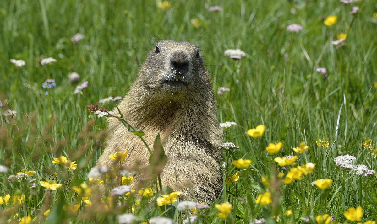 Marmotta al colle Nivolet