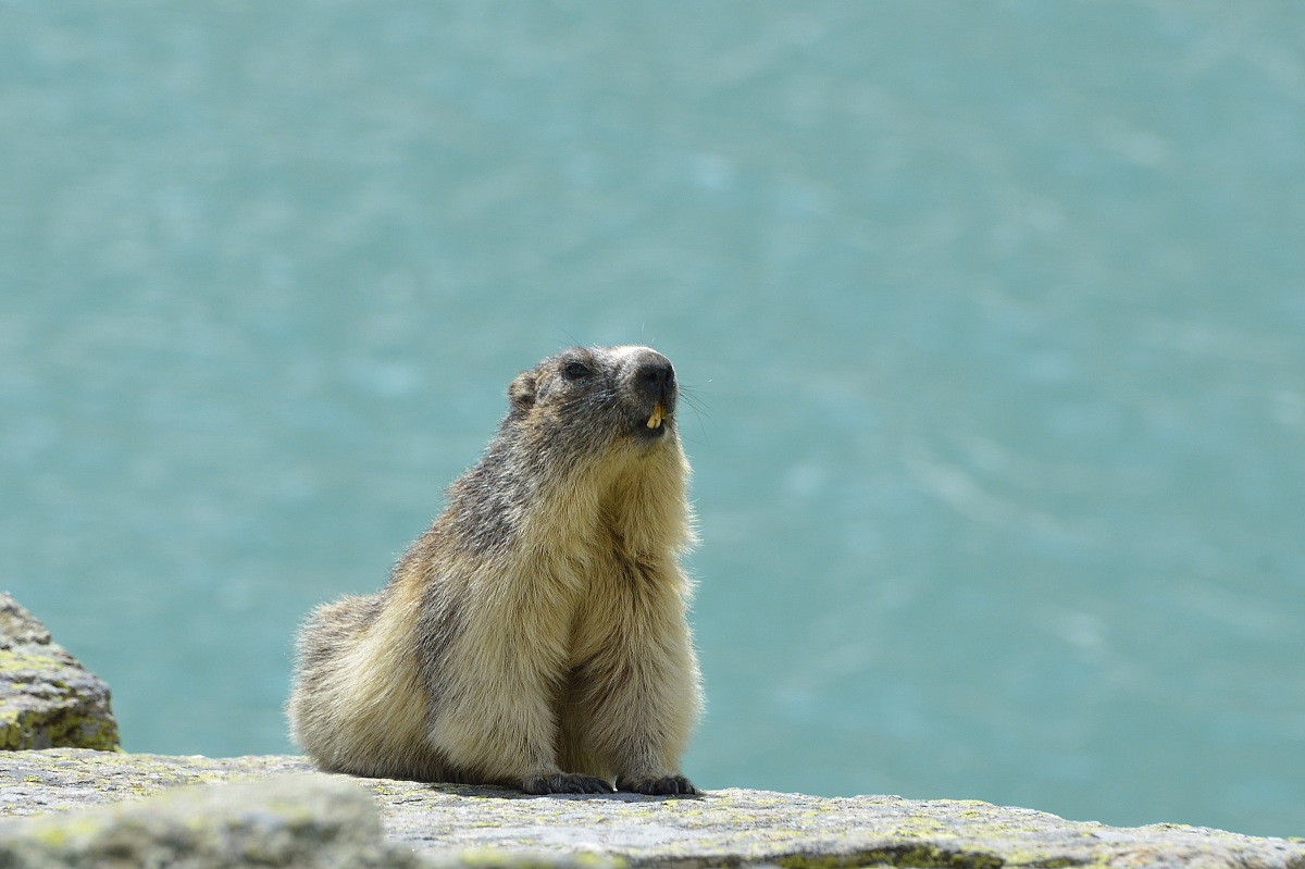 Marmotta al lago Serru