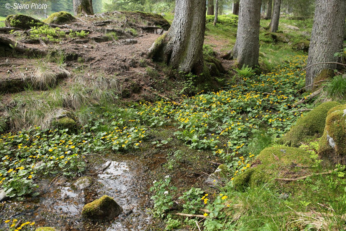 Nella piana di Sorgazza