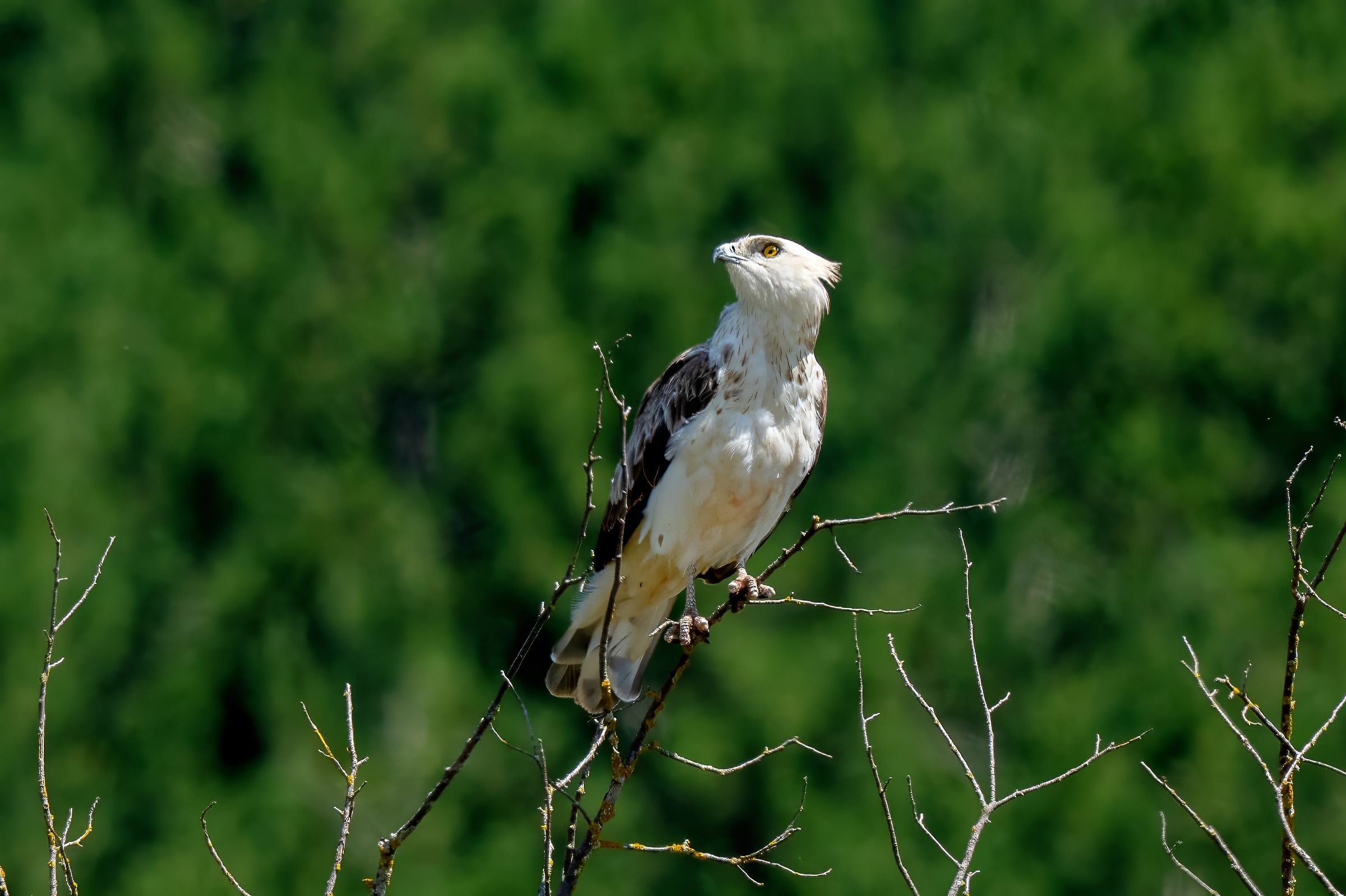 Biancone o Aquila dei serpenti (Circaetus gallicus)