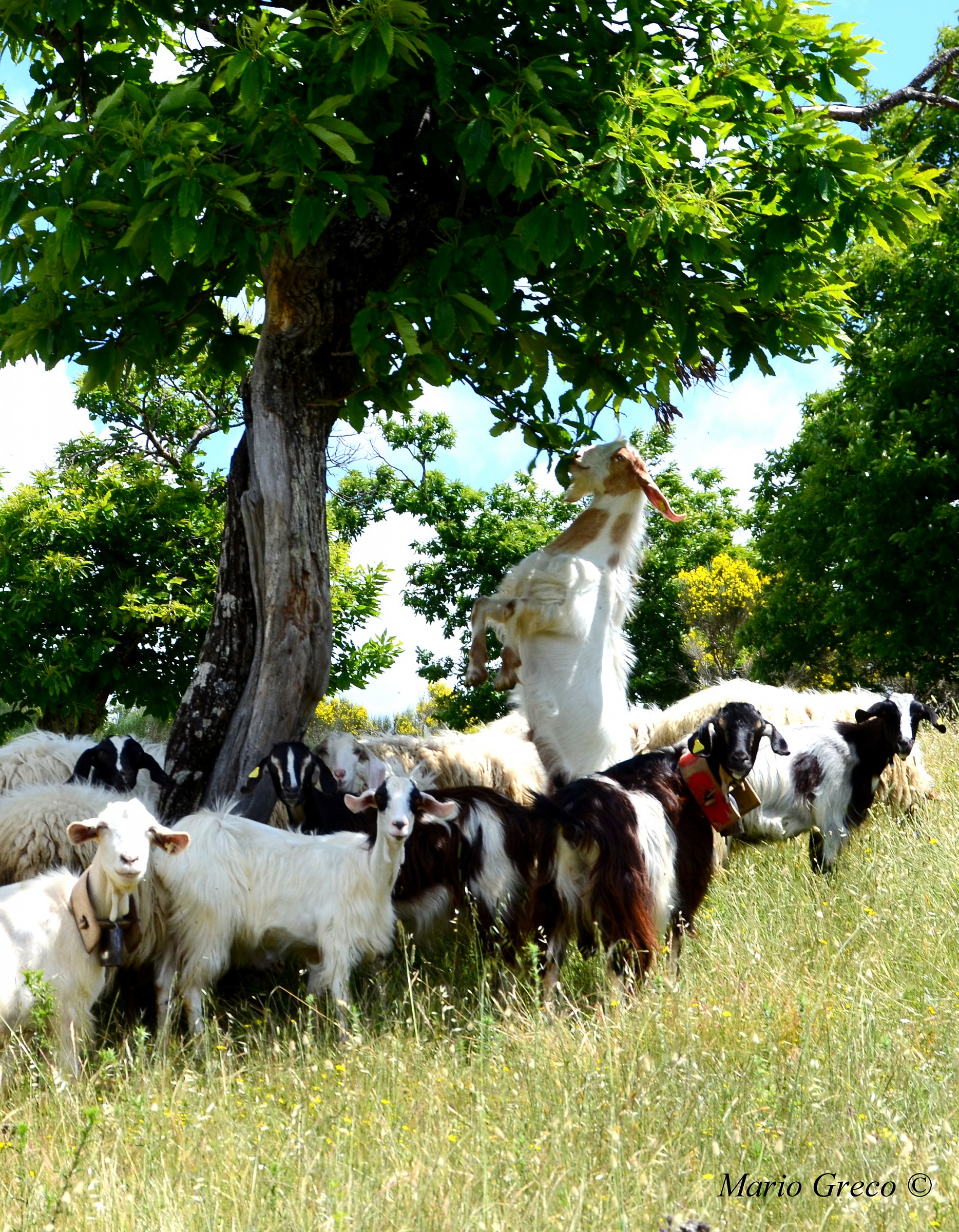 The resourcefulness of the Beak!