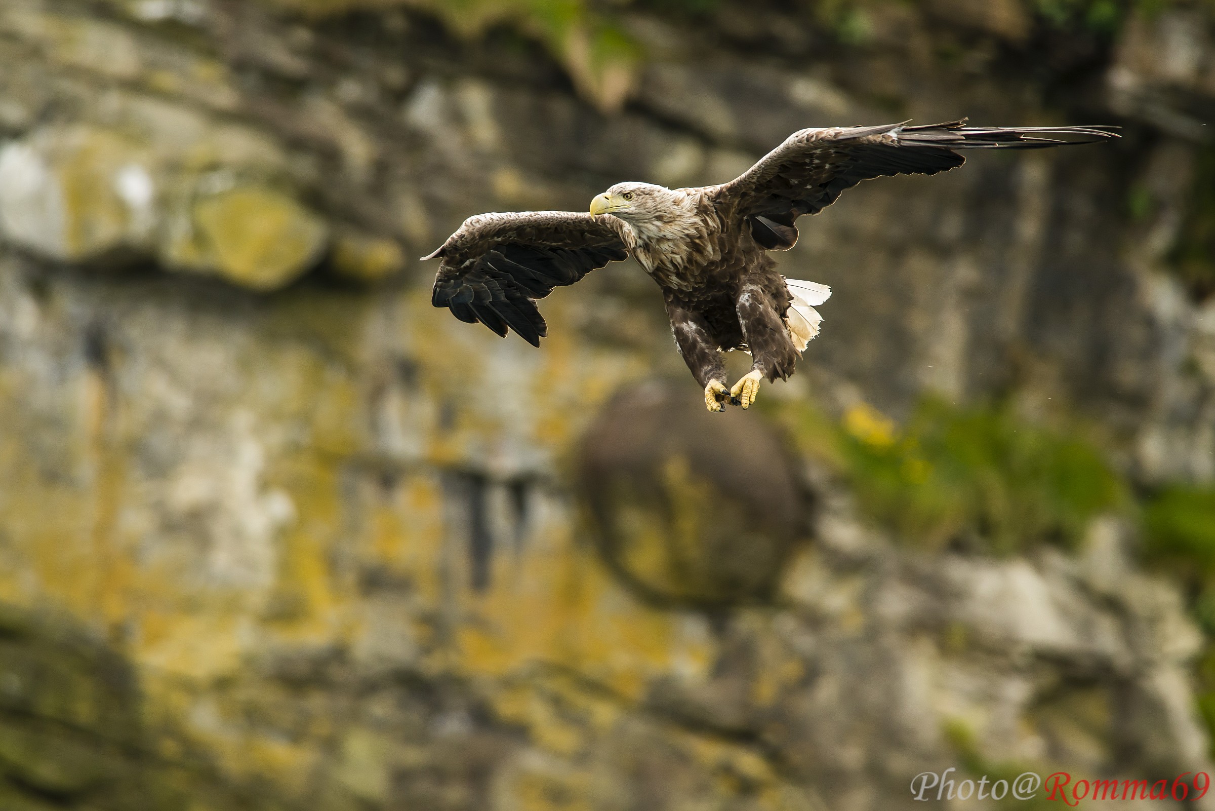 Prima della cattura..