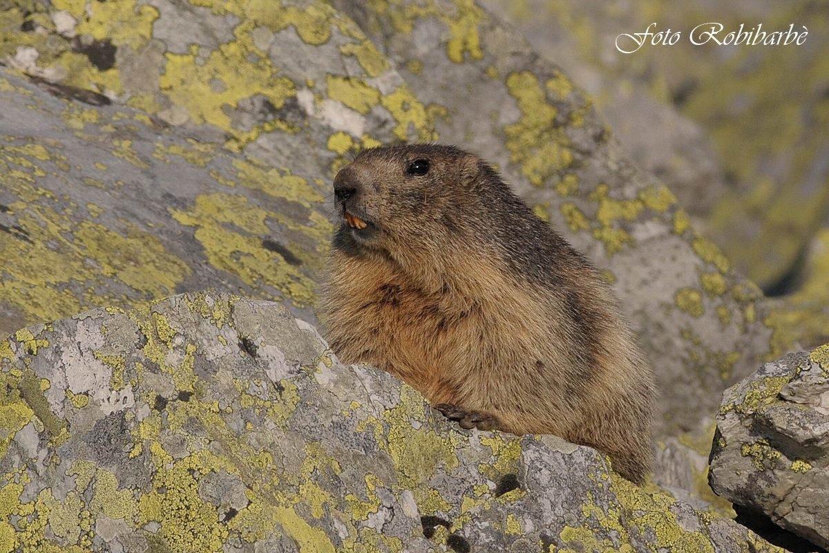 Marmotta tra...i licheni....