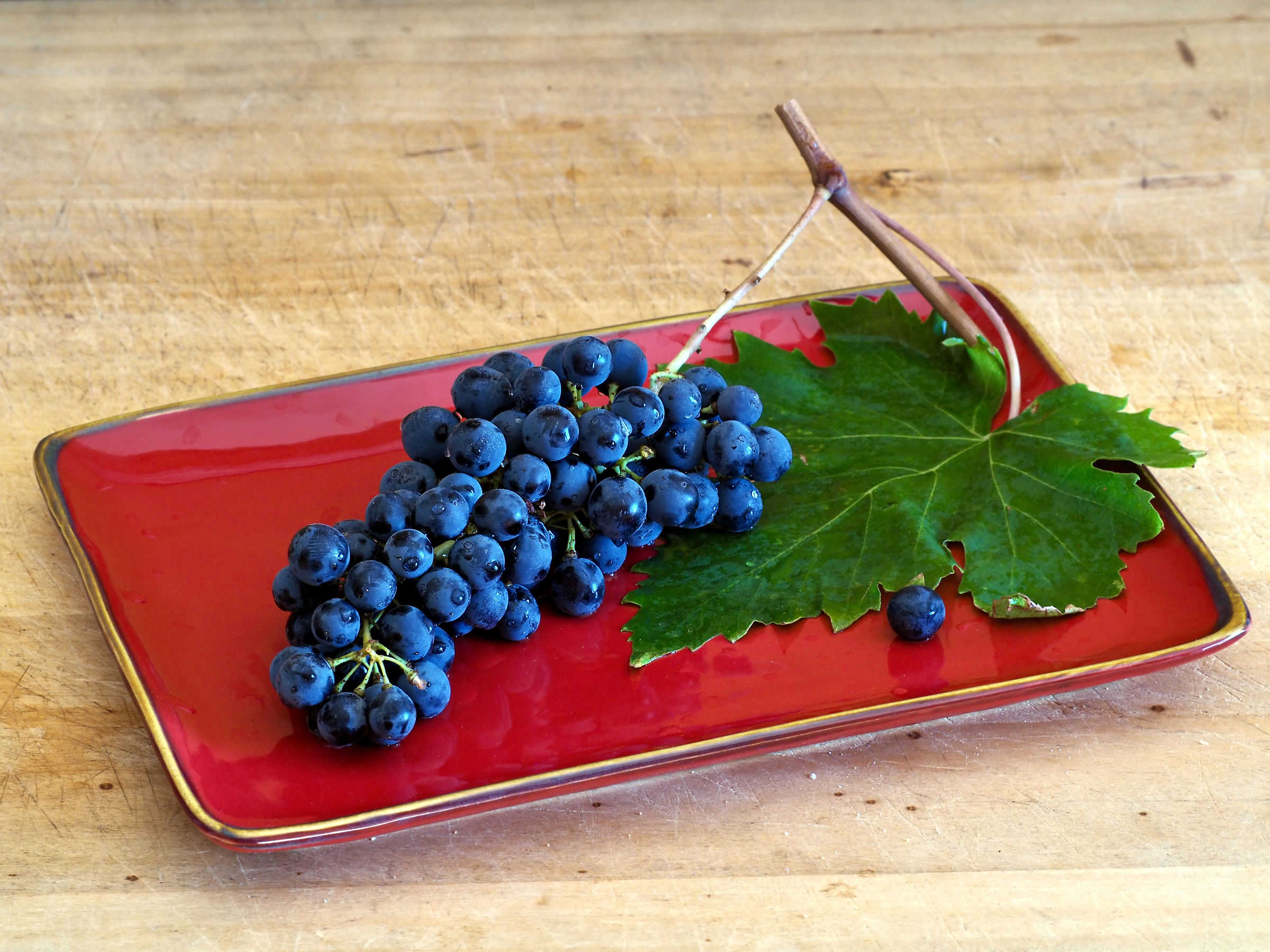 Sangiovese