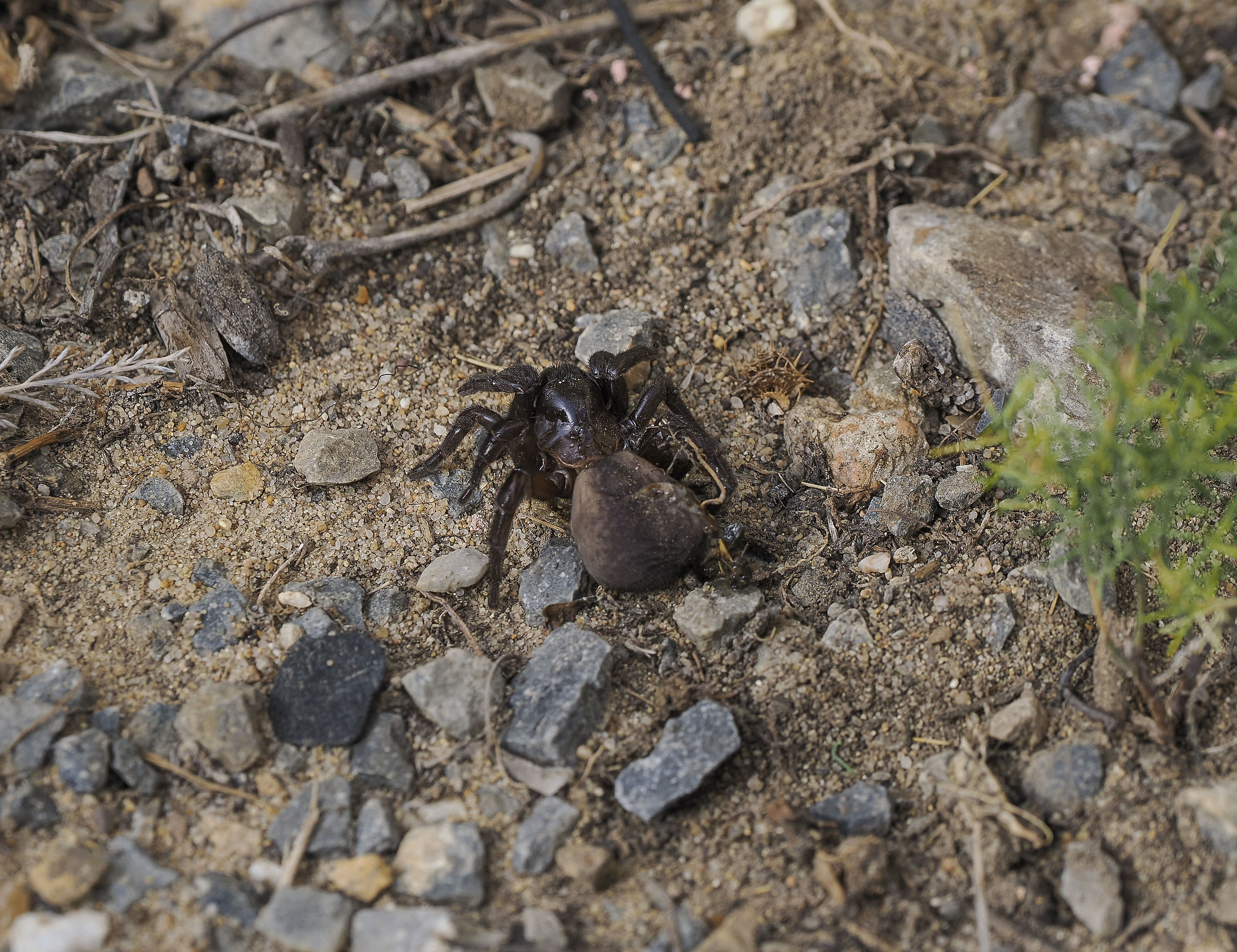 Nuragic spider.
