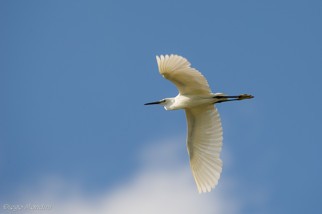 egret