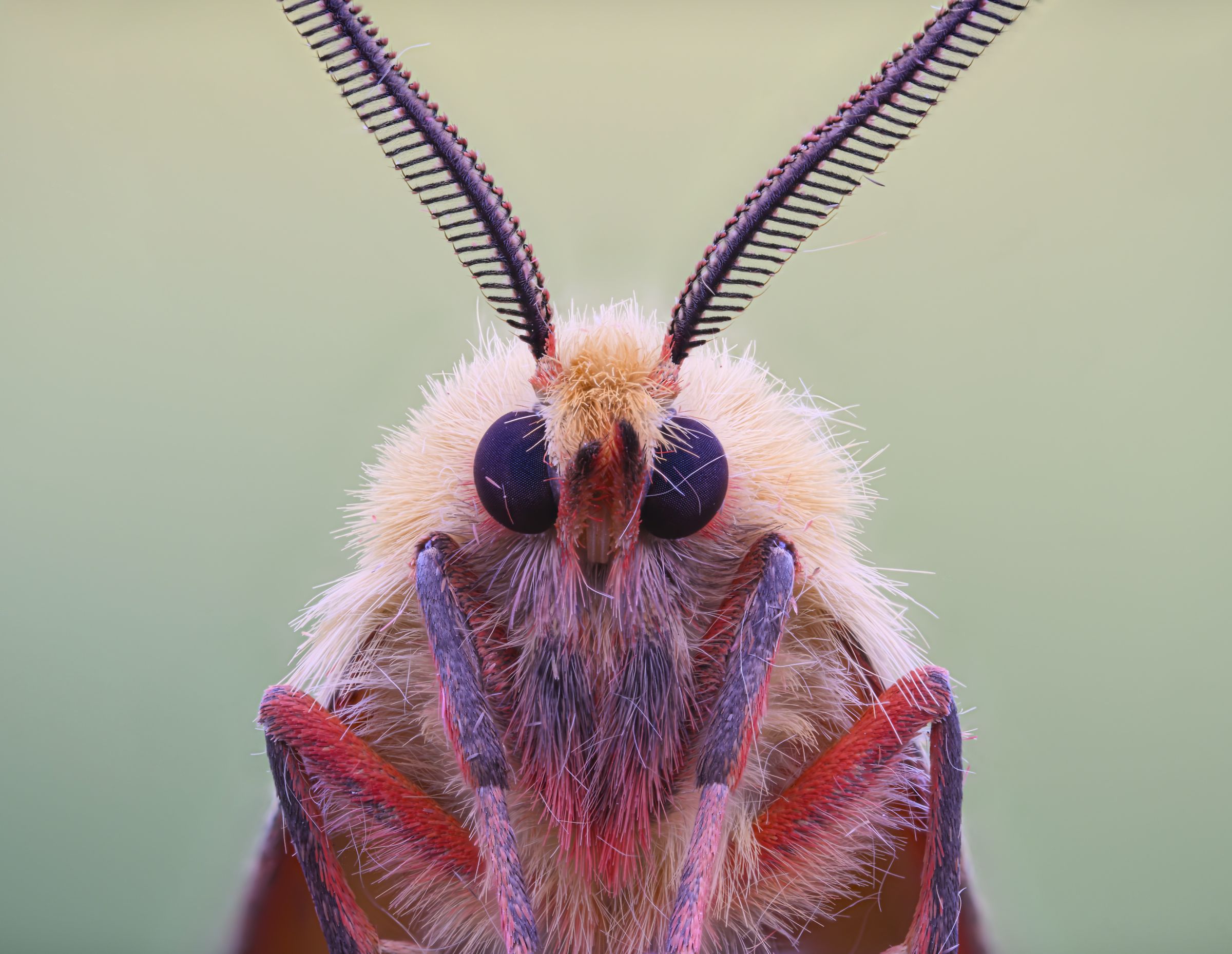 Diacrisia sannio