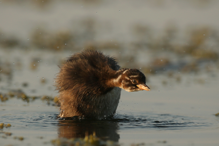 Little Grebe - Tachybaptus ruficollis