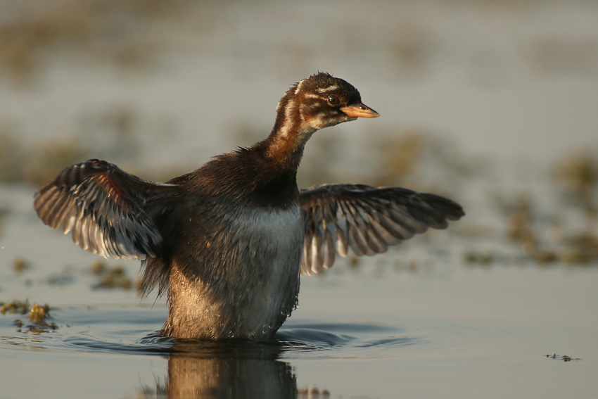 Little Grebe - Tachybaptus ruficollis