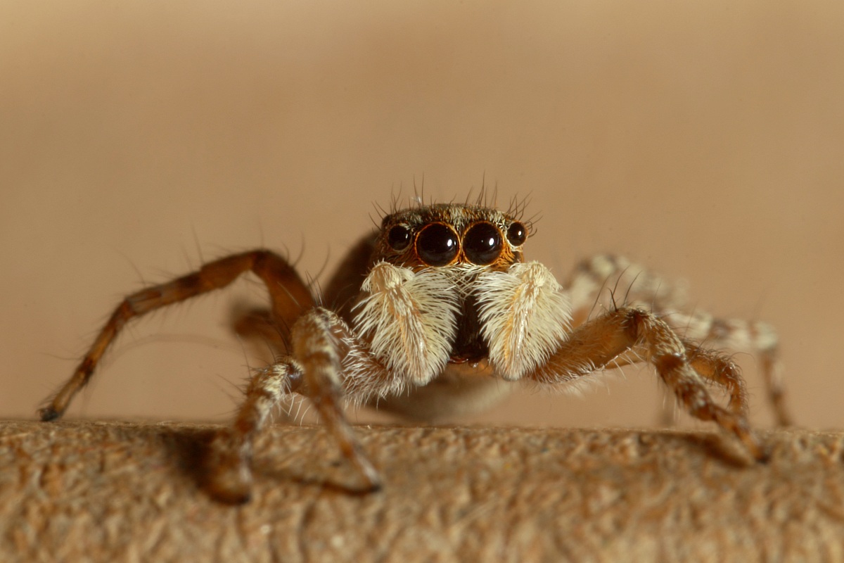 Jump Spider II