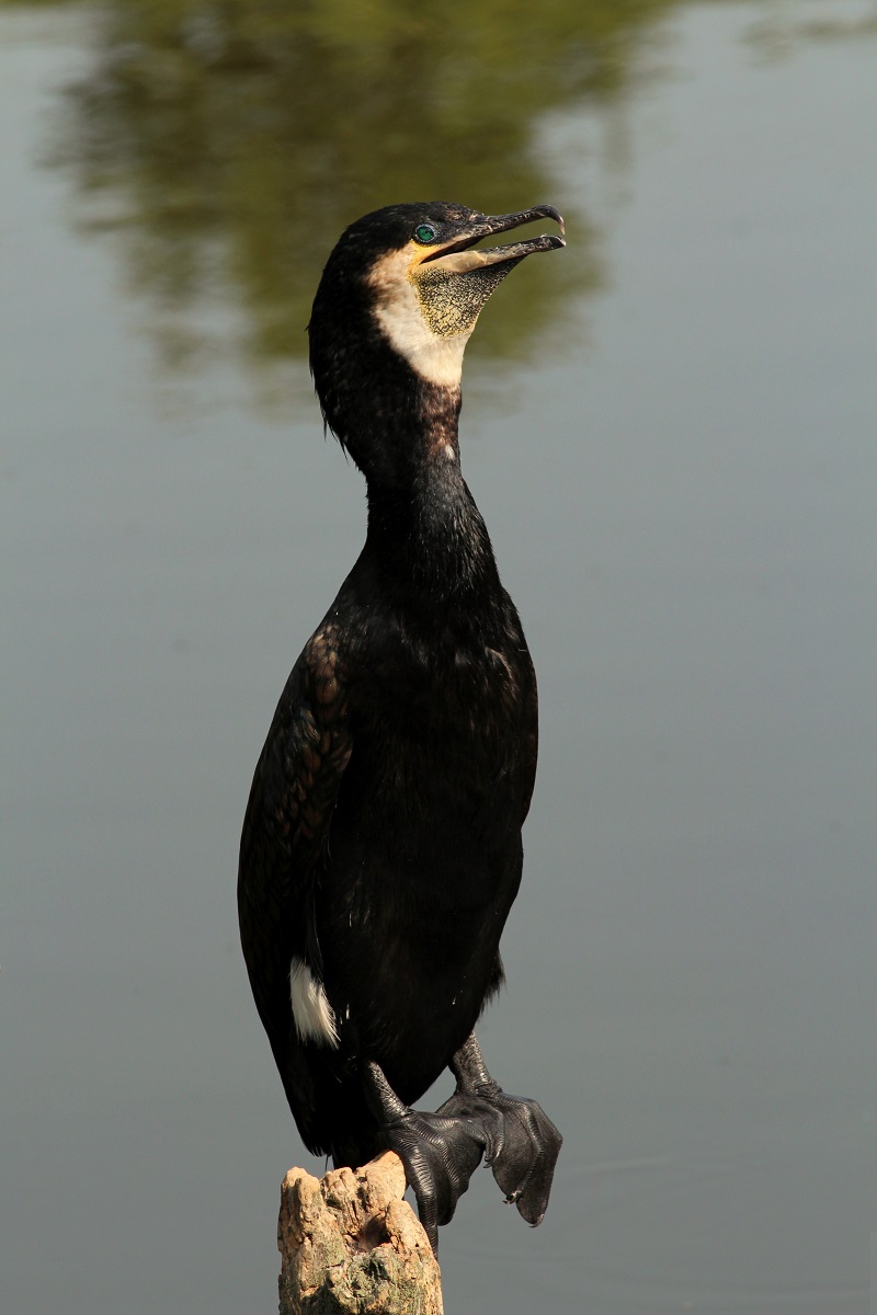 Cormorano