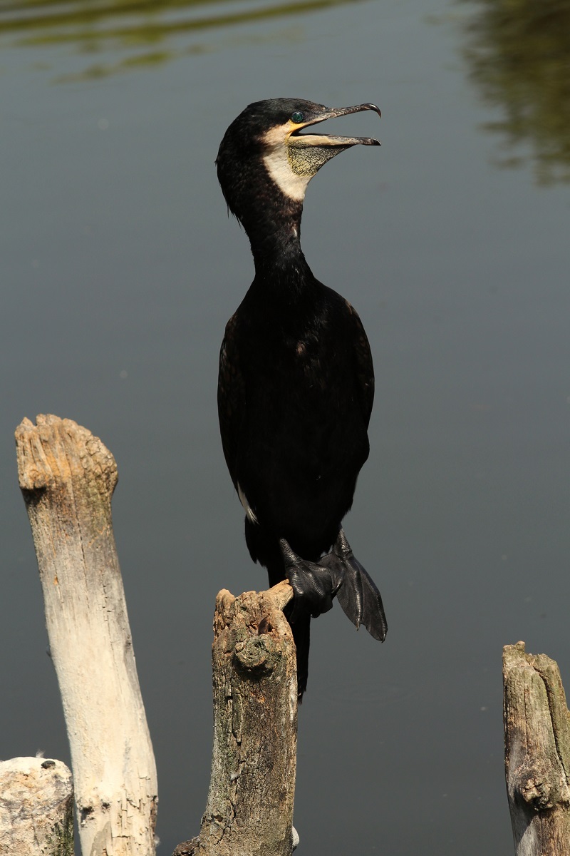 Cormorano